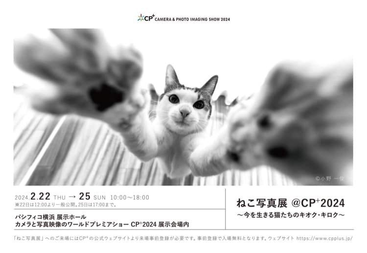 9つの「猫写真展」に参加して学んだこと／2024年展示まとめ｜猫写真家