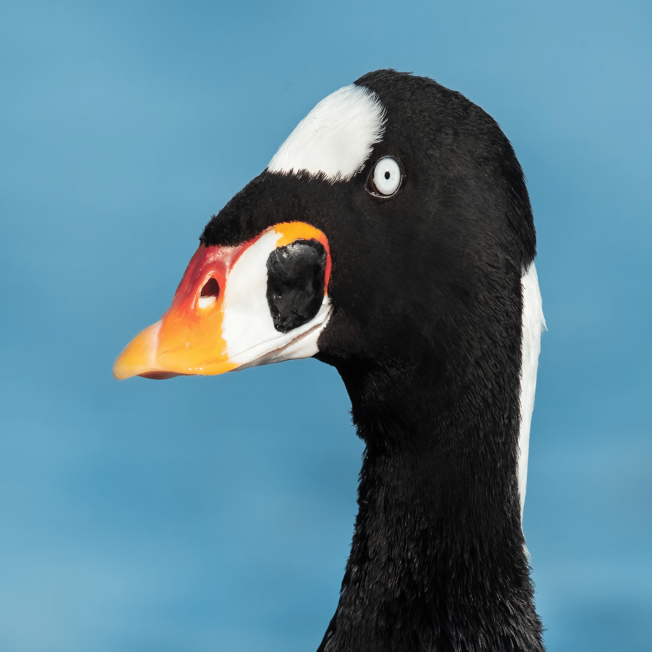 シカゴでバードウォッチング！】 Surf Scoter ｜ローリー