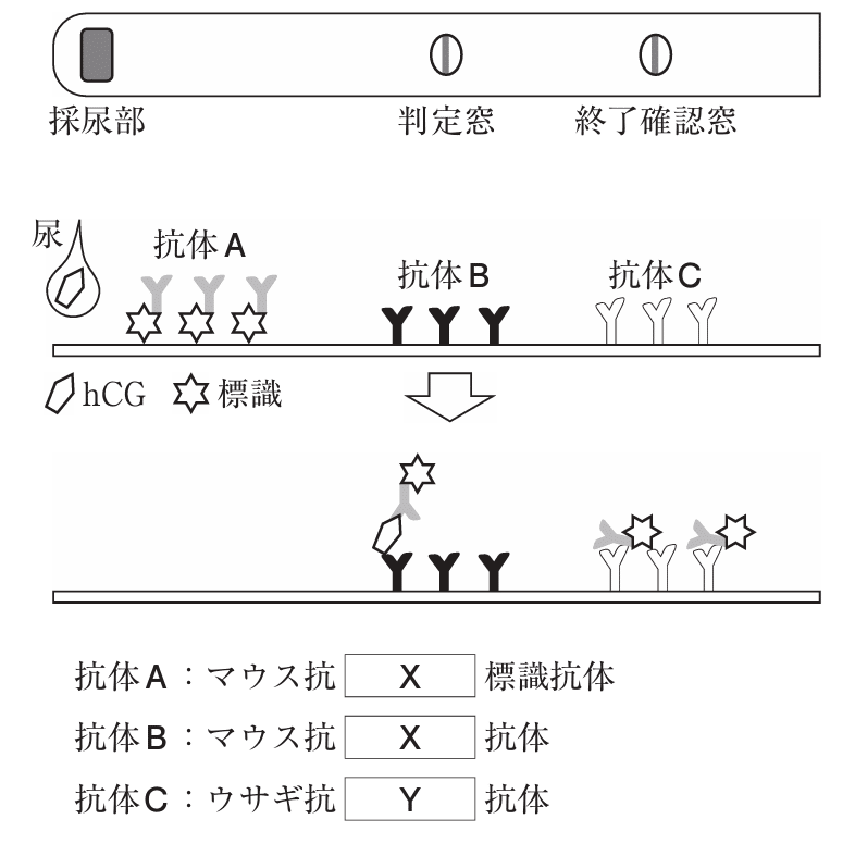 松廼屋｜論点解説 薬剤師国家試験対策ノート問 106-196-197