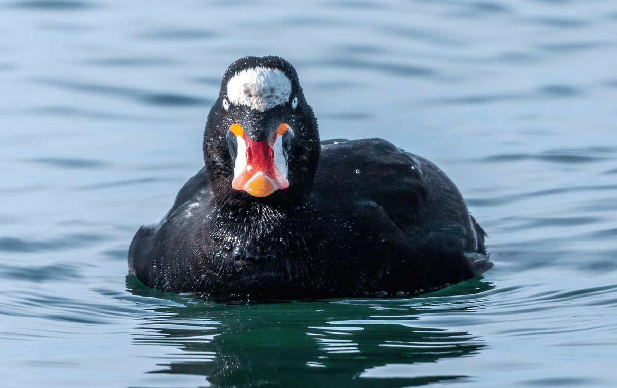 シカゴでバードウォッチング！】 Surf Scoter ｜ローリー