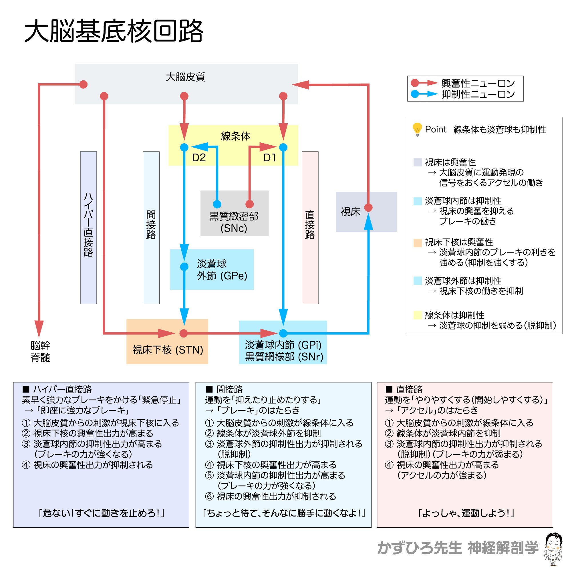 大脳基底核回路と基底核変性疾患｜かずひろ先生（黒澤一弘｜解剖学）