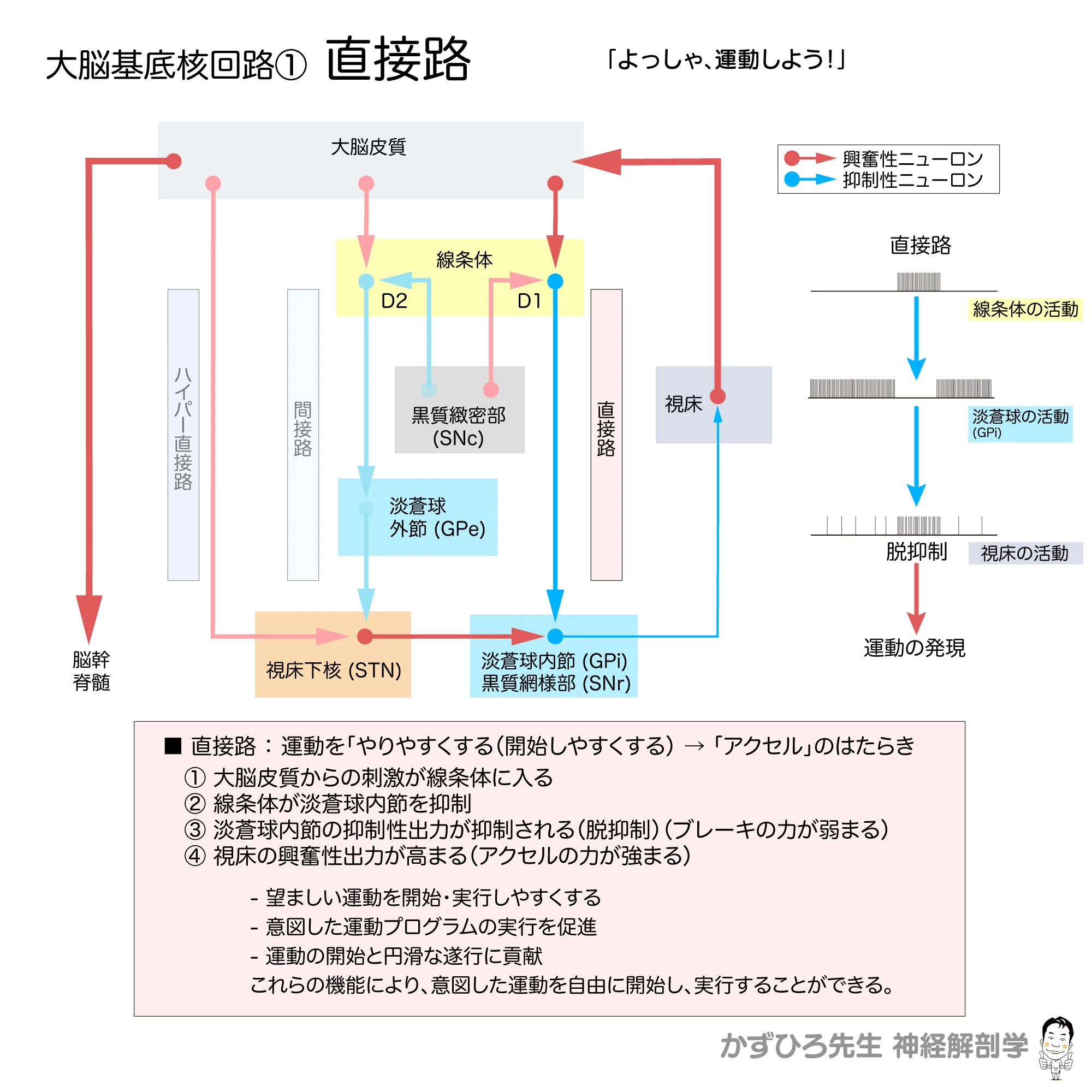 大脳基底核回路と基底核変性疾患｜かずひろ先生（黒澤一弘｜解剖×教育×AI）