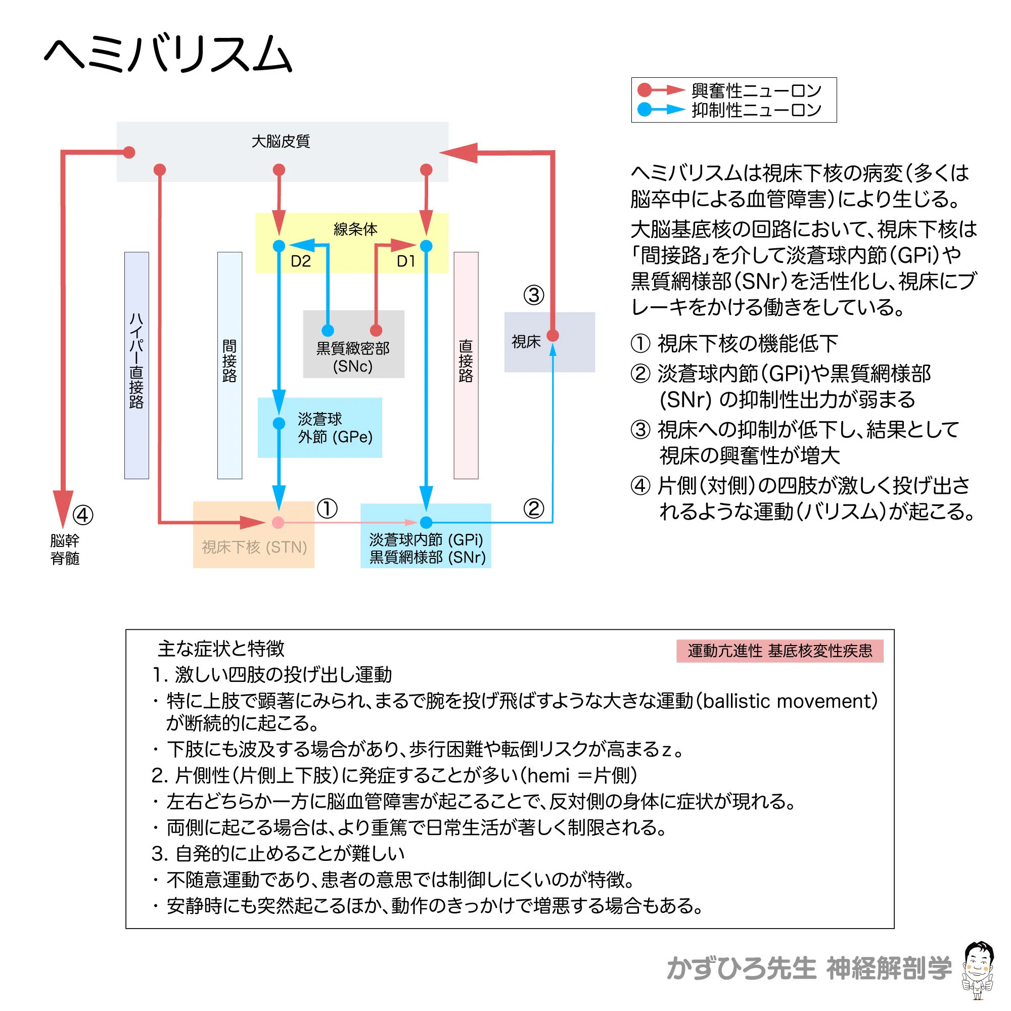 大脳基底核回路と基底核変性疾患｜かずひろ先生（黒澤一弘｜解剖×教育×AI）
