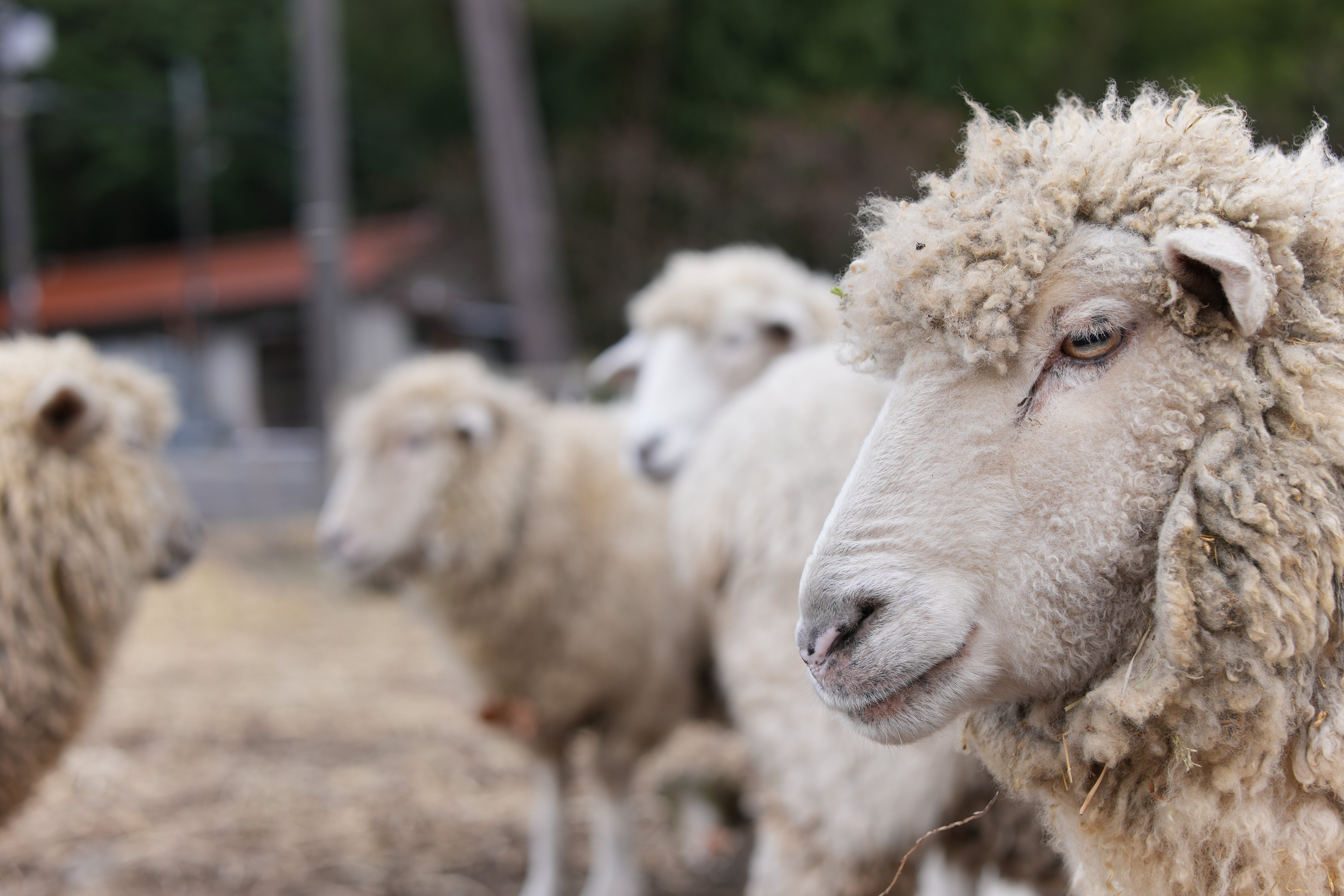 ソニーエンジェル　2015年 年賀状　干支　ヒツジ　羊　難あり 487 未年 High Res Illustrations - Getty Images | Sheep, 羊