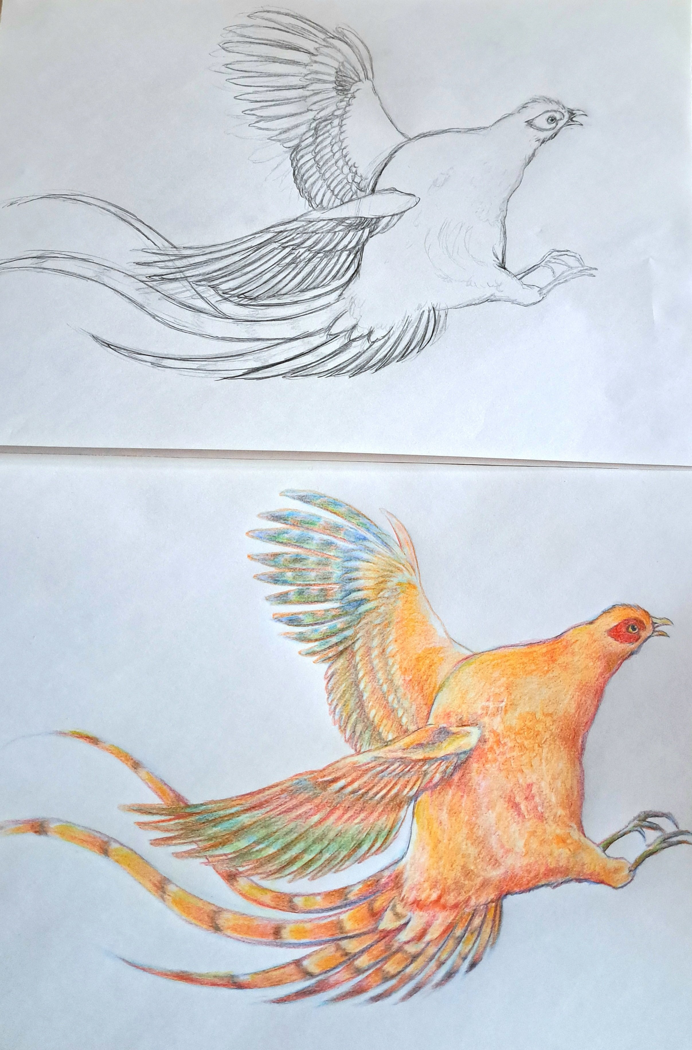 油絵　けい　羽ばたく練習を見る鳥 mqdefault.jpg
