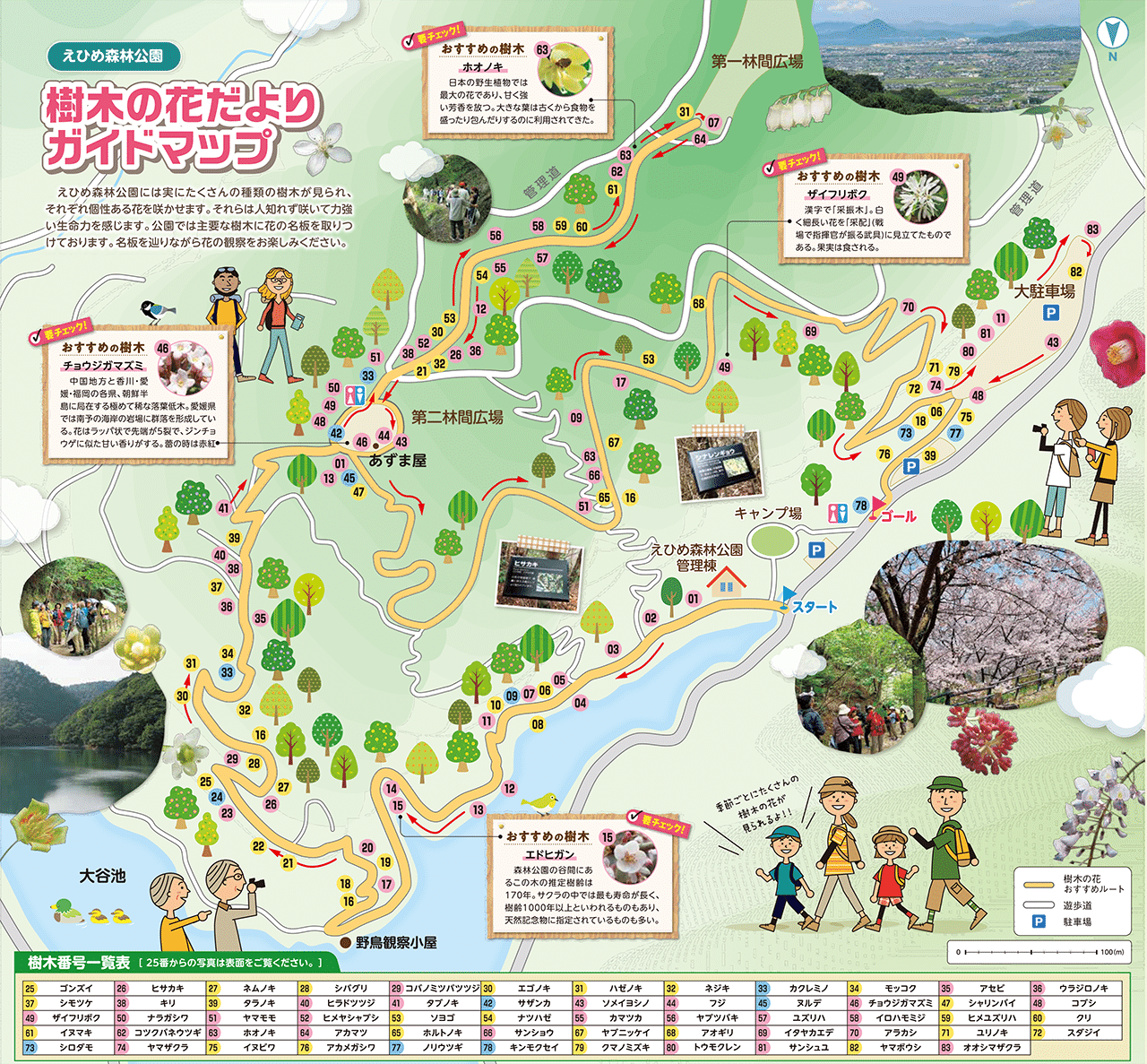 カット5 えひめ森林公園の1本だけのコバノミツバツツジ｜sasayan