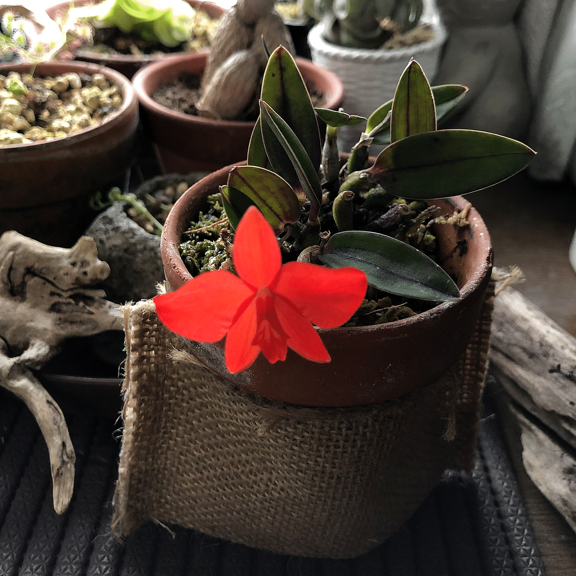 はな・物語 巻ノ十一・カトレア｜新井裕之（StudioA）