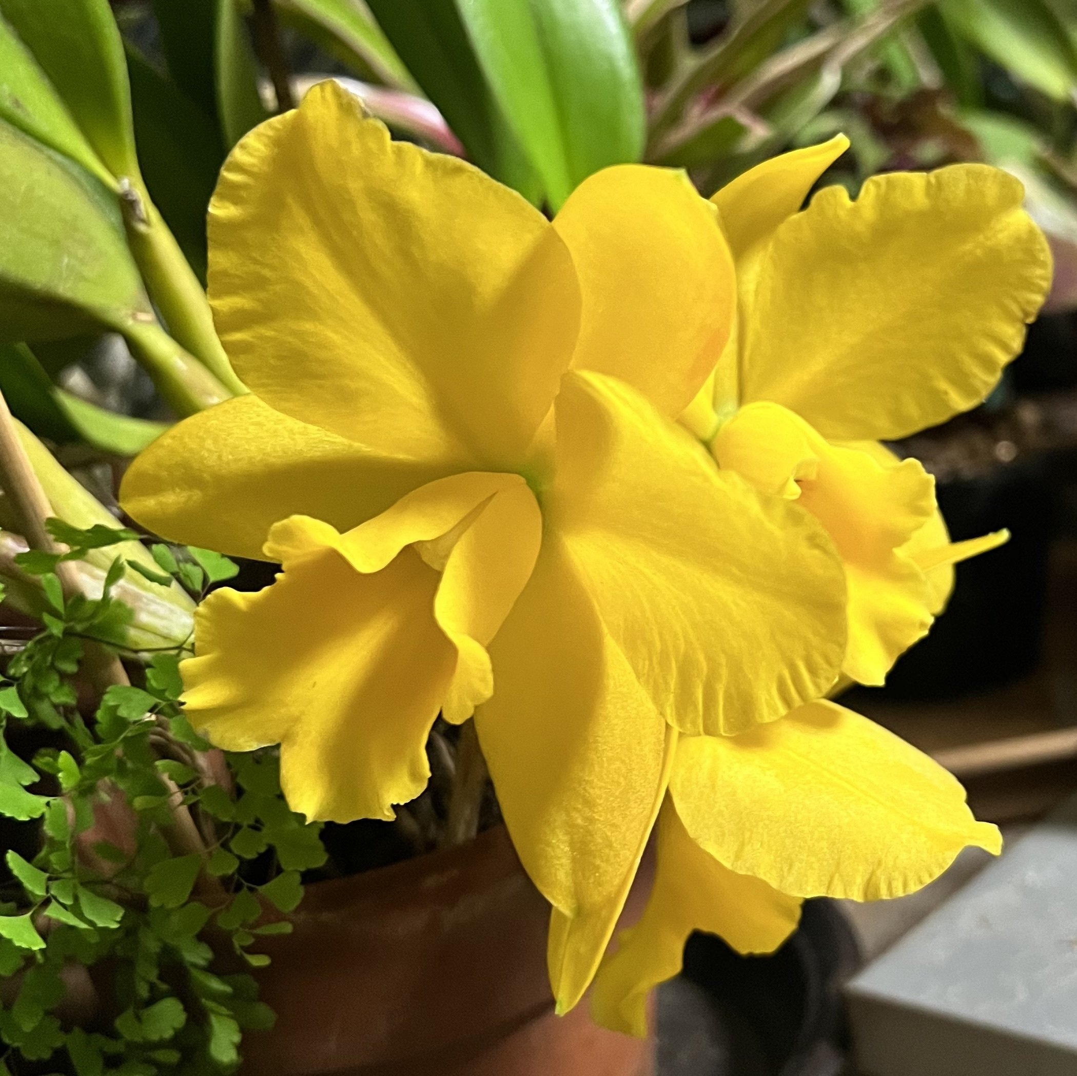 はな・物語 巻ノ十一・カトレア｜新井裕之（StudioA）