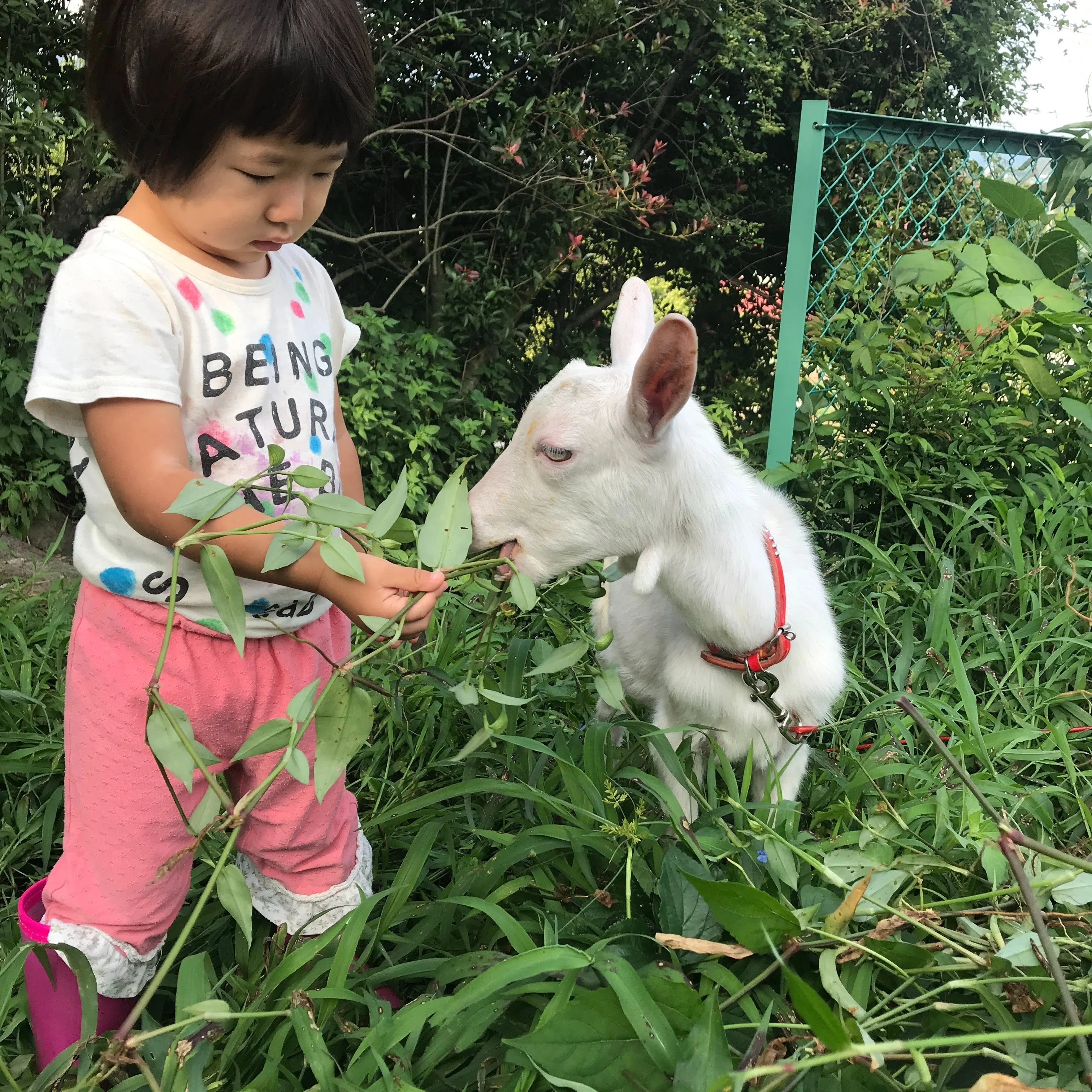 愛ヤギを看取った話｜あらいよしあき