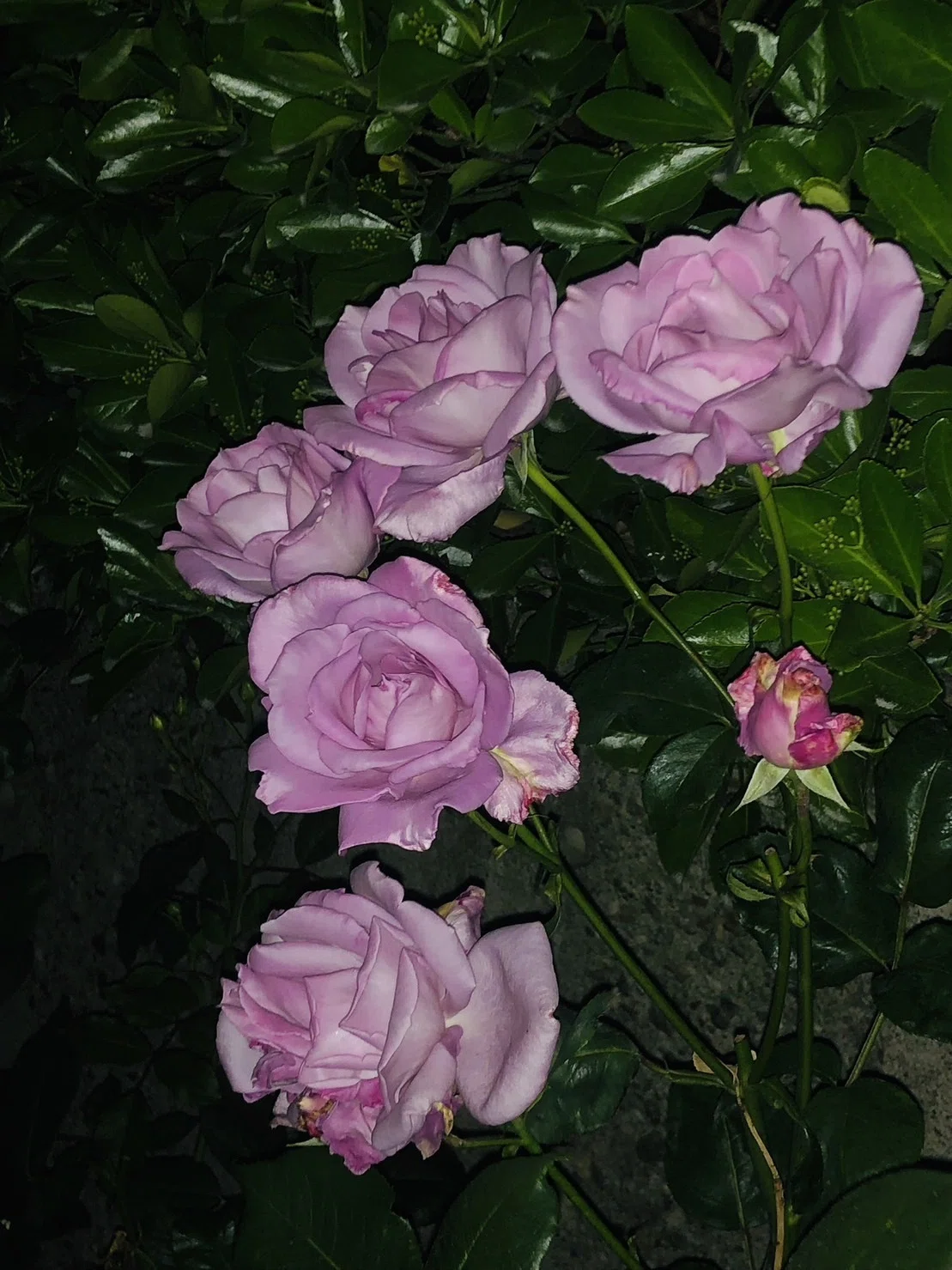 我が家のロサオリエンティスの薔薇と古参の薔薇達｜G