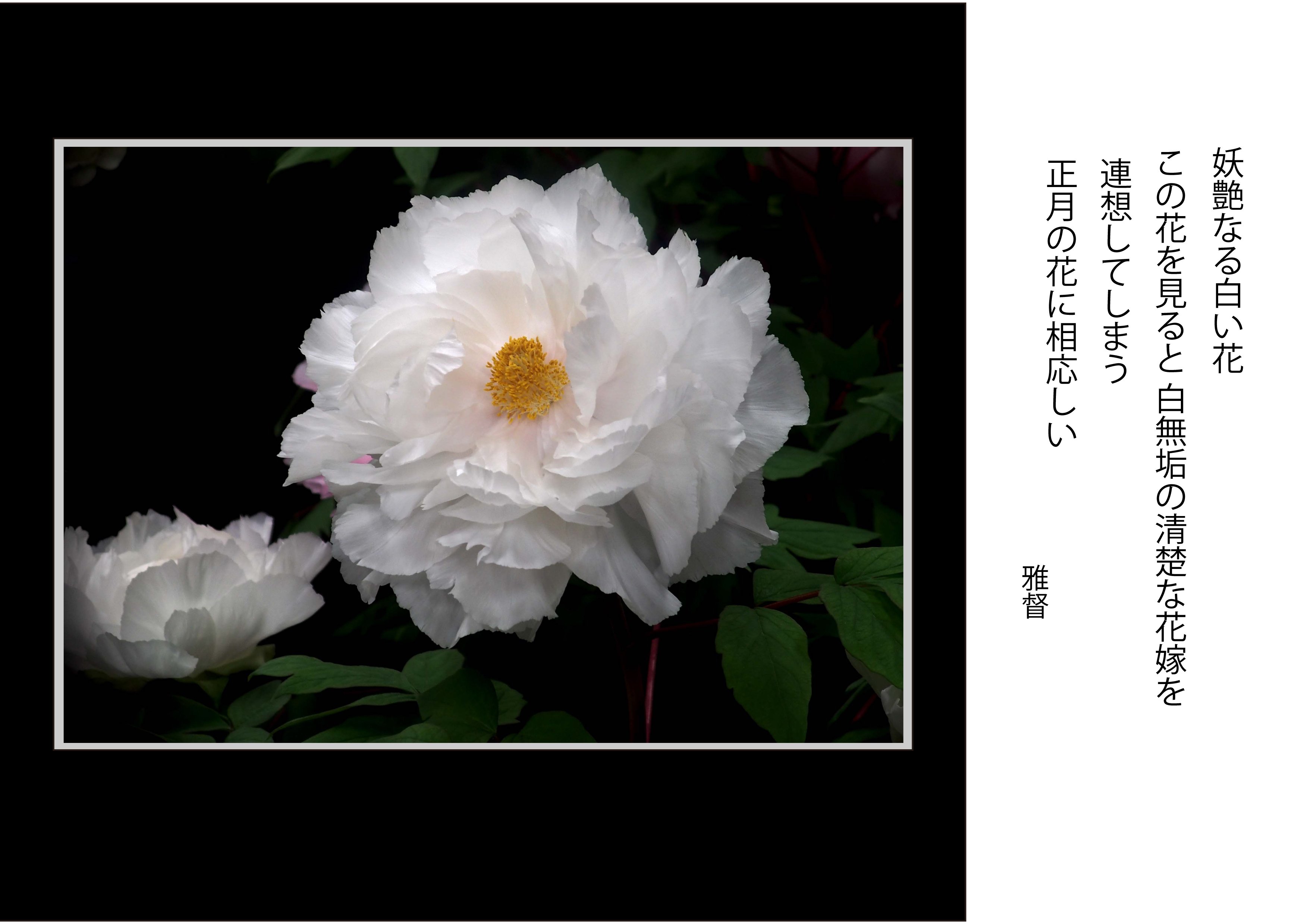 写真を愉しむ 妖艶なる白い花牡丹 正月の花に相応しい｜gatokukubo