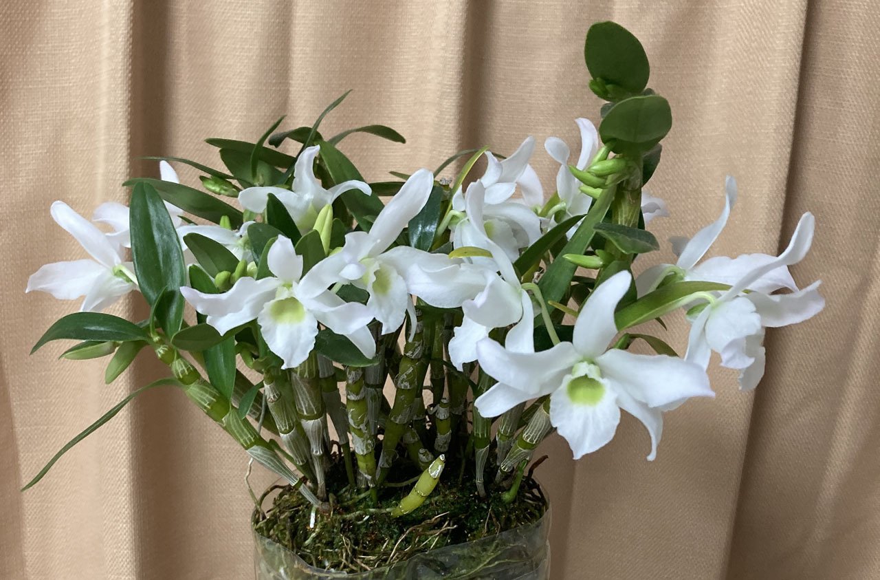 謹賀新年 with デンドロビウム・エンジェルベイビー'グリーン愛