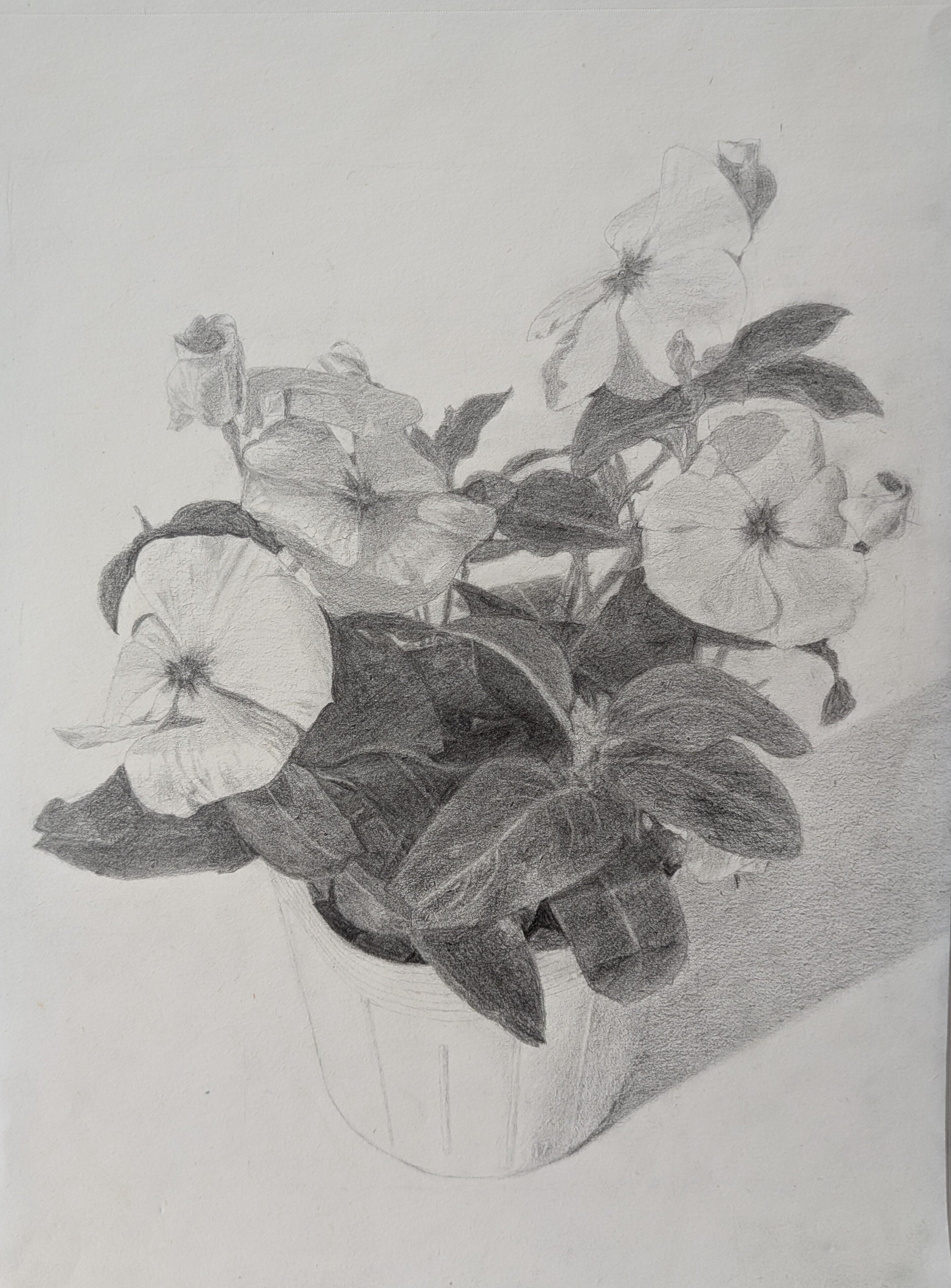 デッサン 花 デッサン36回目（花の鉢㉑）｜えのべん