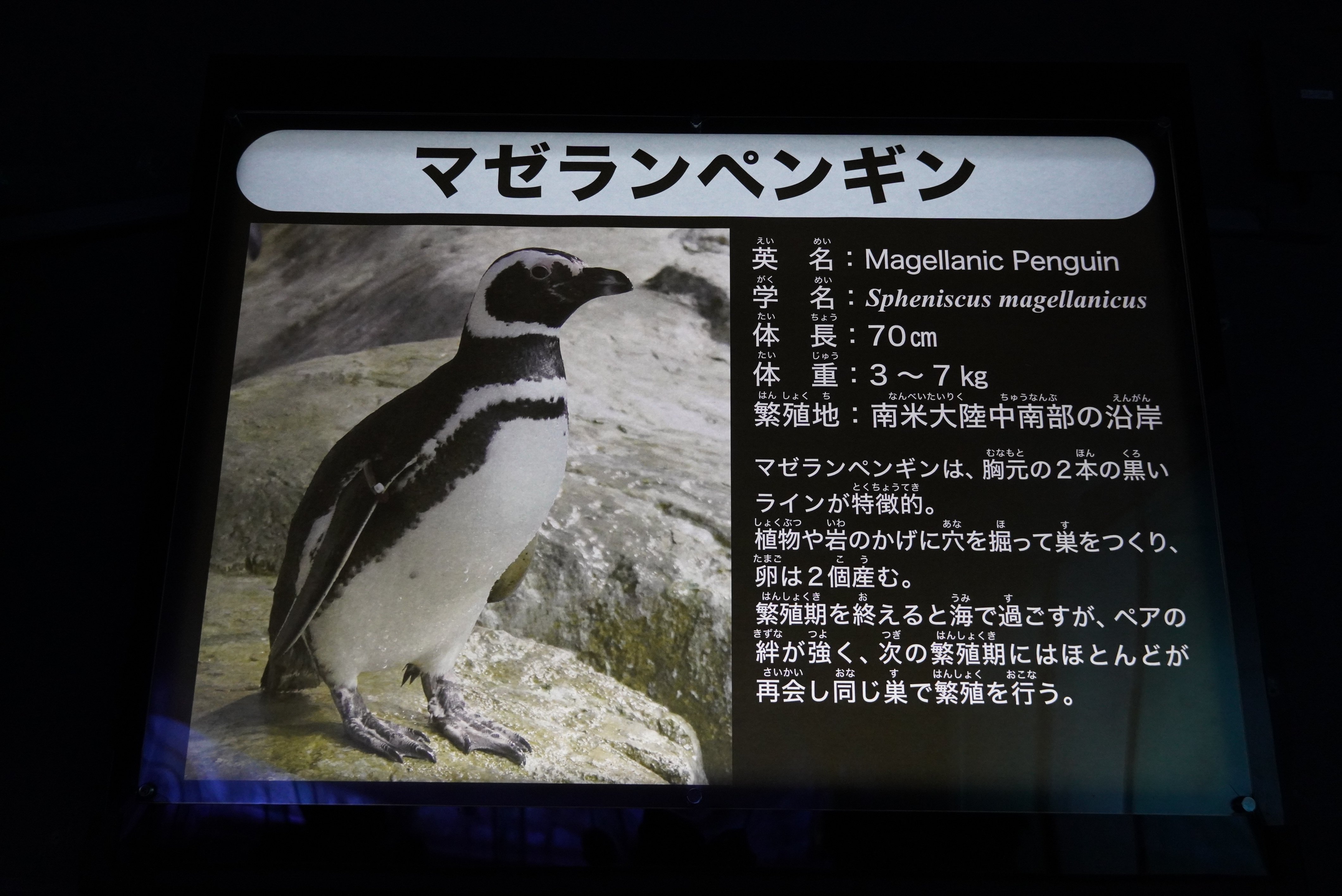横浜・八景島シーパラダイス①2025年1月1日｜ウソソ（カワウソファンの