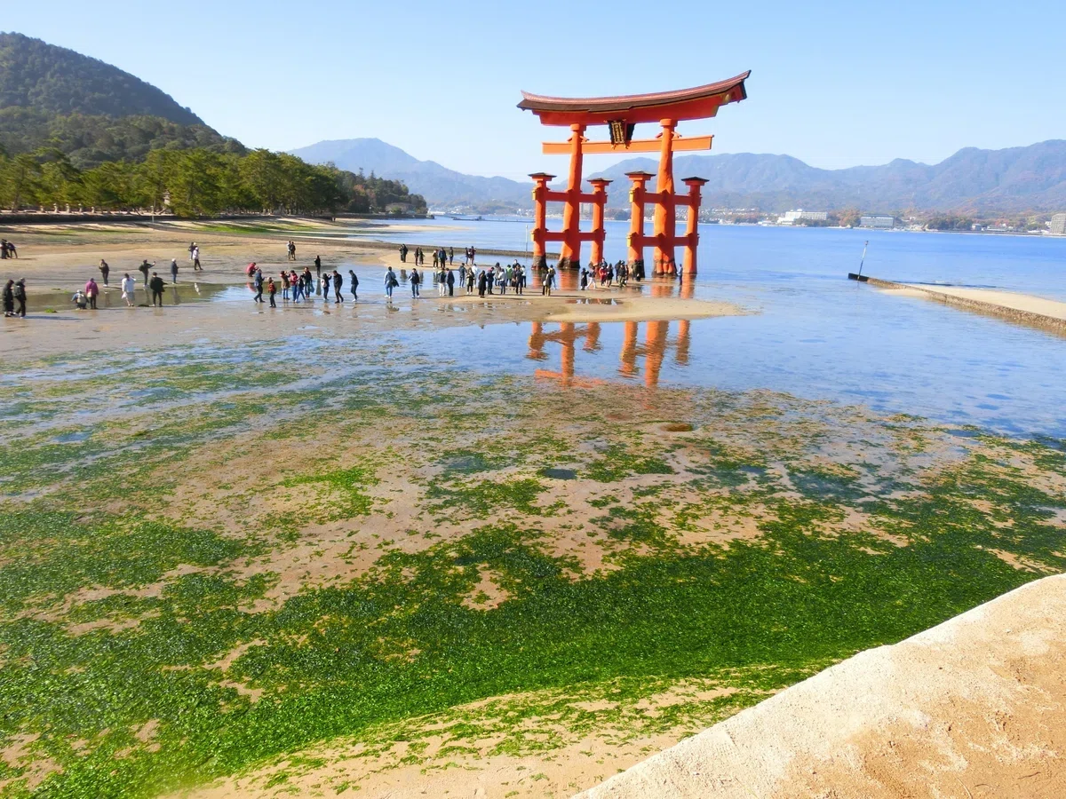 厳島 神社 鳥居 大き さ