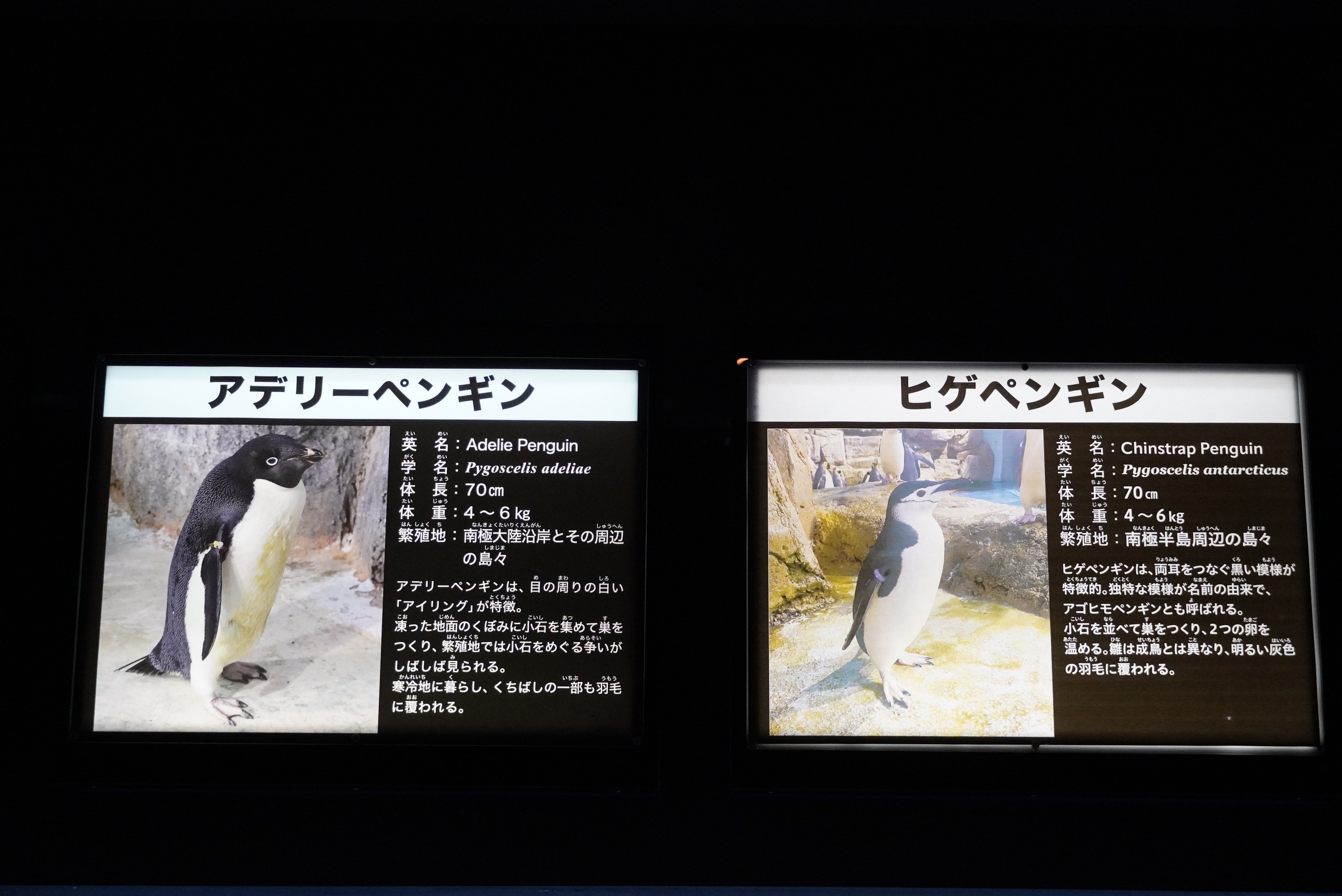 横浜・八景島シーパラダイス①2025年1月1日｜ウソソ（カワウソファンの