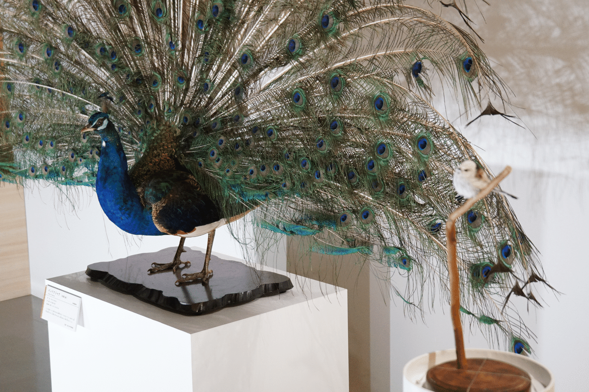 国立科学博物館 特別展「鳥」ですよ｜始祖鳥堂まふ（M.A.F.）