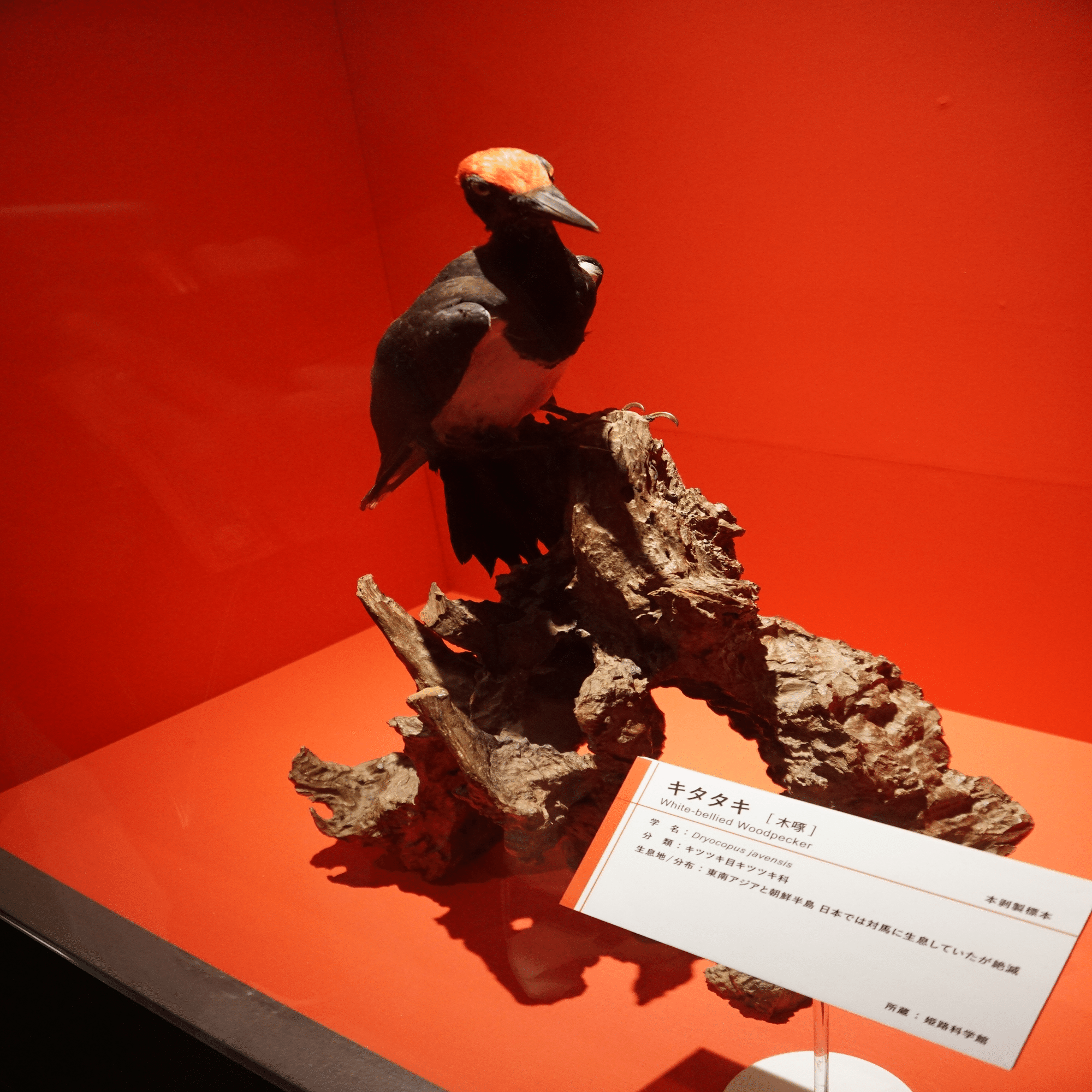 鳥類学 鳥 ～ゲノム解析で解き明かす新しい鳥類の系統～」 （国立科学博物館