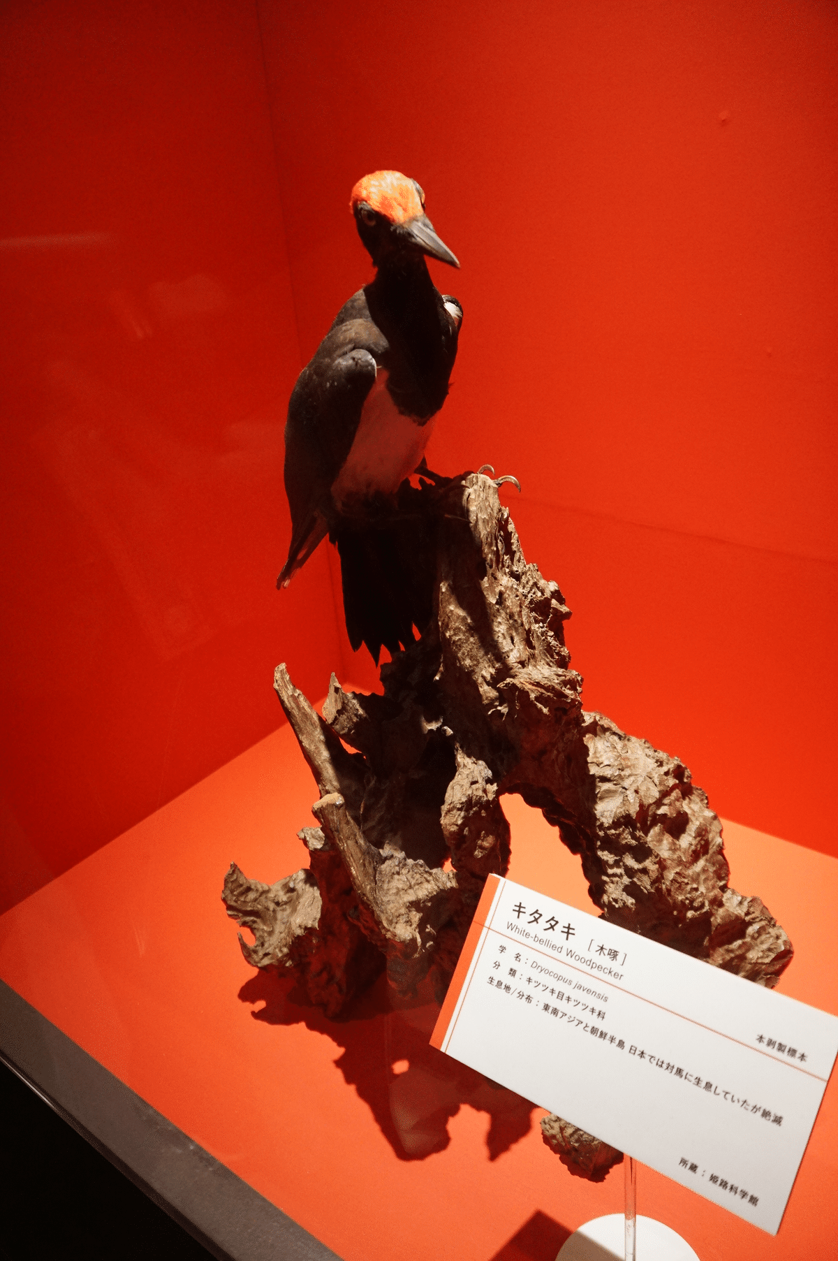 国立科学博物館 特別展「鳥」ですよ|始祖鳥堂まふ(M.A.F.) 国立科学博物館 特別展「鳥」ですよ|始祖鳥堂まふ(M.A.F.)