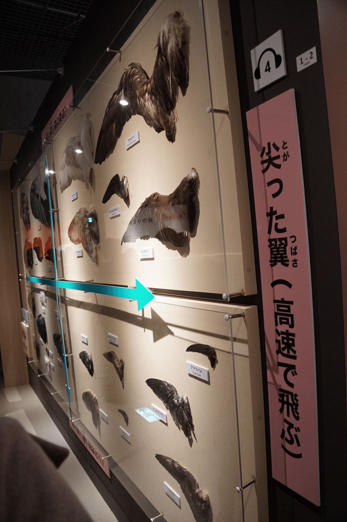 国立科学博物館 特別展「鳥」ですよ｜始祖鳥堂まふ（M.A.F.）