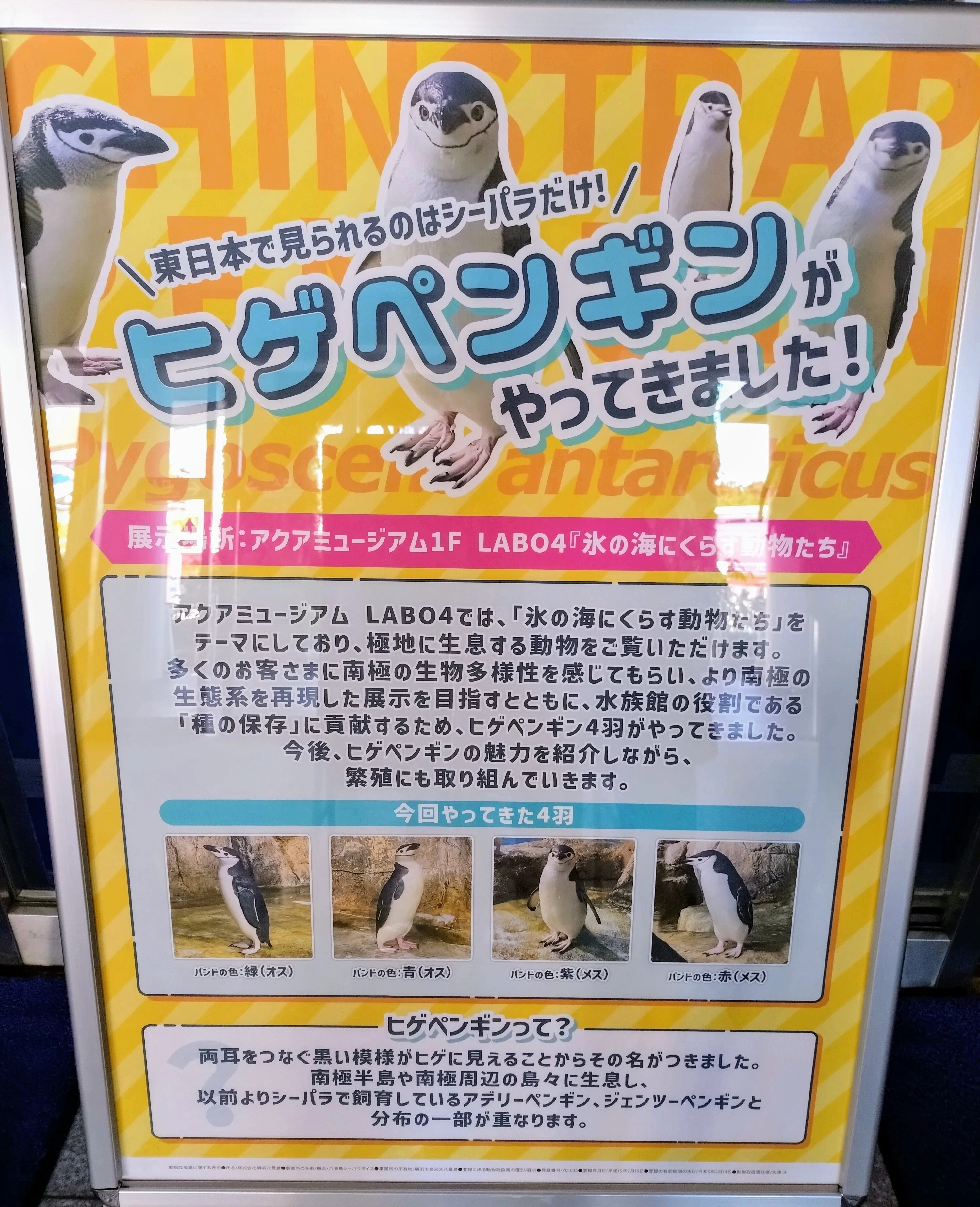 横浜・八景島シーパラダイス①2025年1月1日｜ウソソ（カワウソファンの
