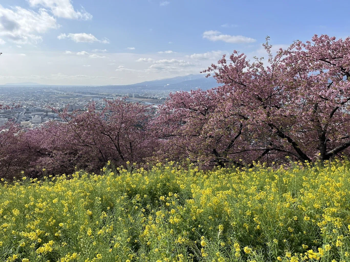 ぽん太の花道：神奈川県の早咲き桜鑑賞スポット三選｜赤川ぽん太