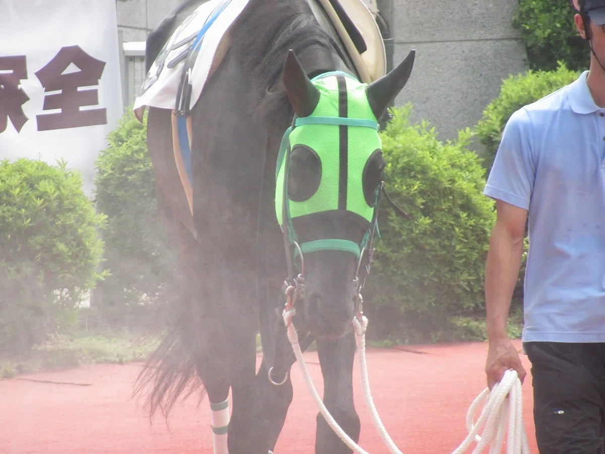 盛岡競馬場パドック(ミスト)