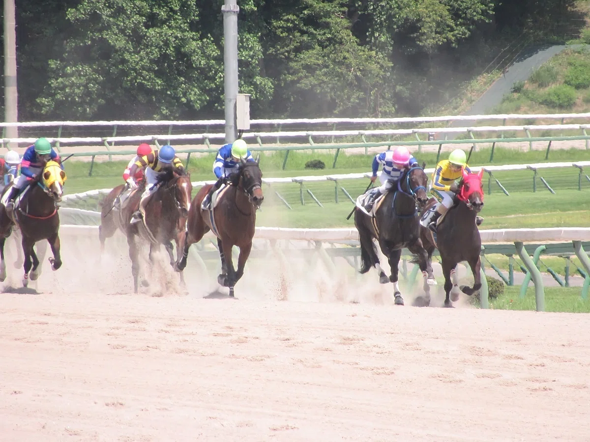 盛岡競馬場レースの様子(直線の叩き合い)