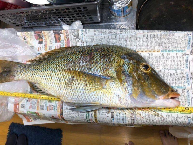 沖縄の打ち込み釣り【仕掛け】紹介！初心者でも大物が釣れる