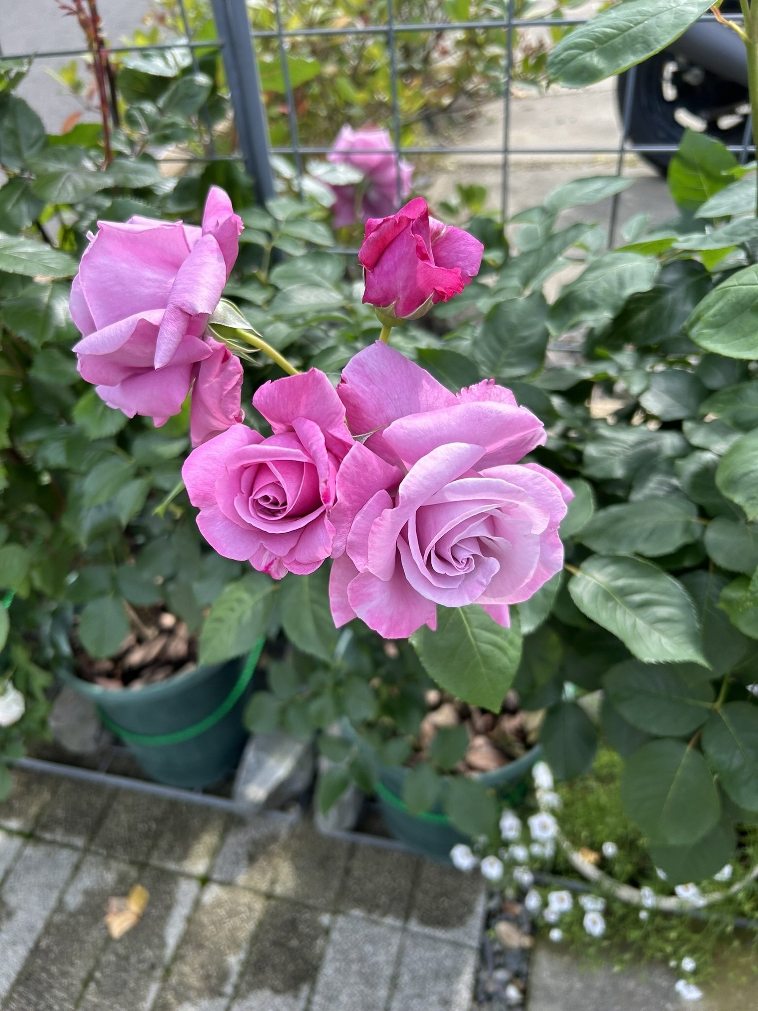 最初は6本の薔薇から｜オリーブ