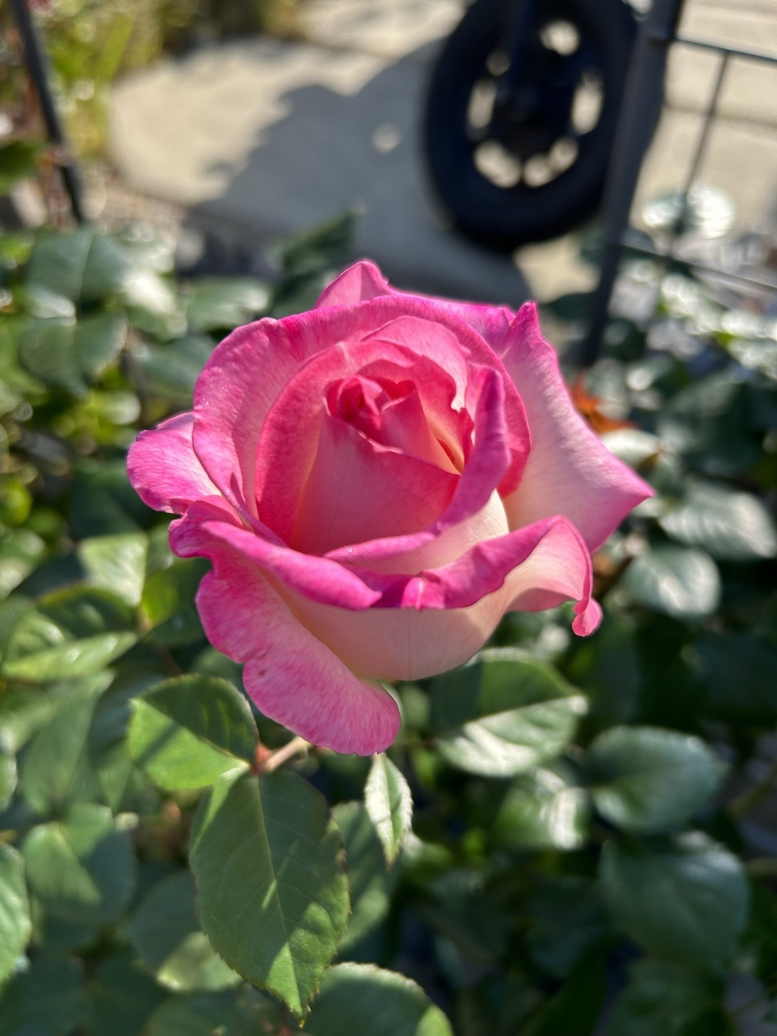 最初は6本の薔薇から｜オリーブ