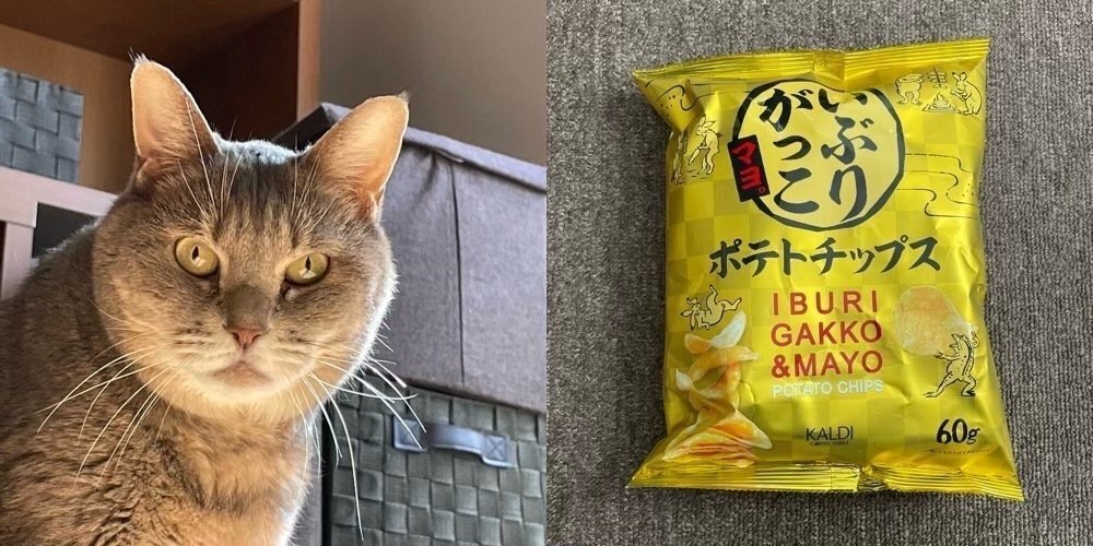 🔴猫尻ダイアリー：'25.1｜猫百連発／近田秋生