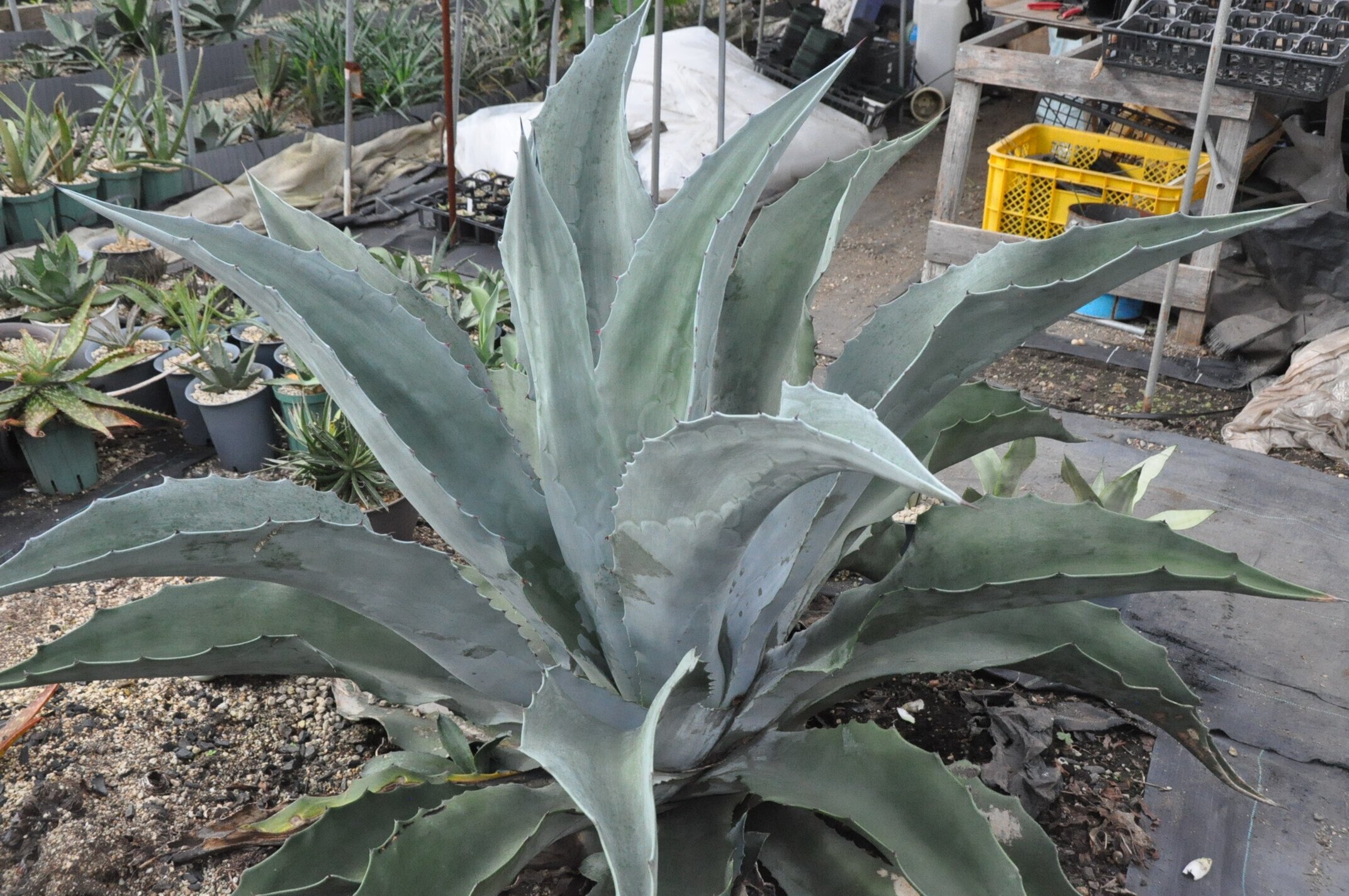 アガベ詳細案内 1（ソブリア フレイレンシス）｜KKGREEN