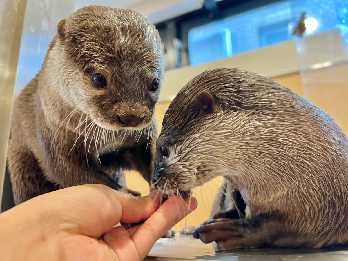カワウソカフェ HARRY 浅草店