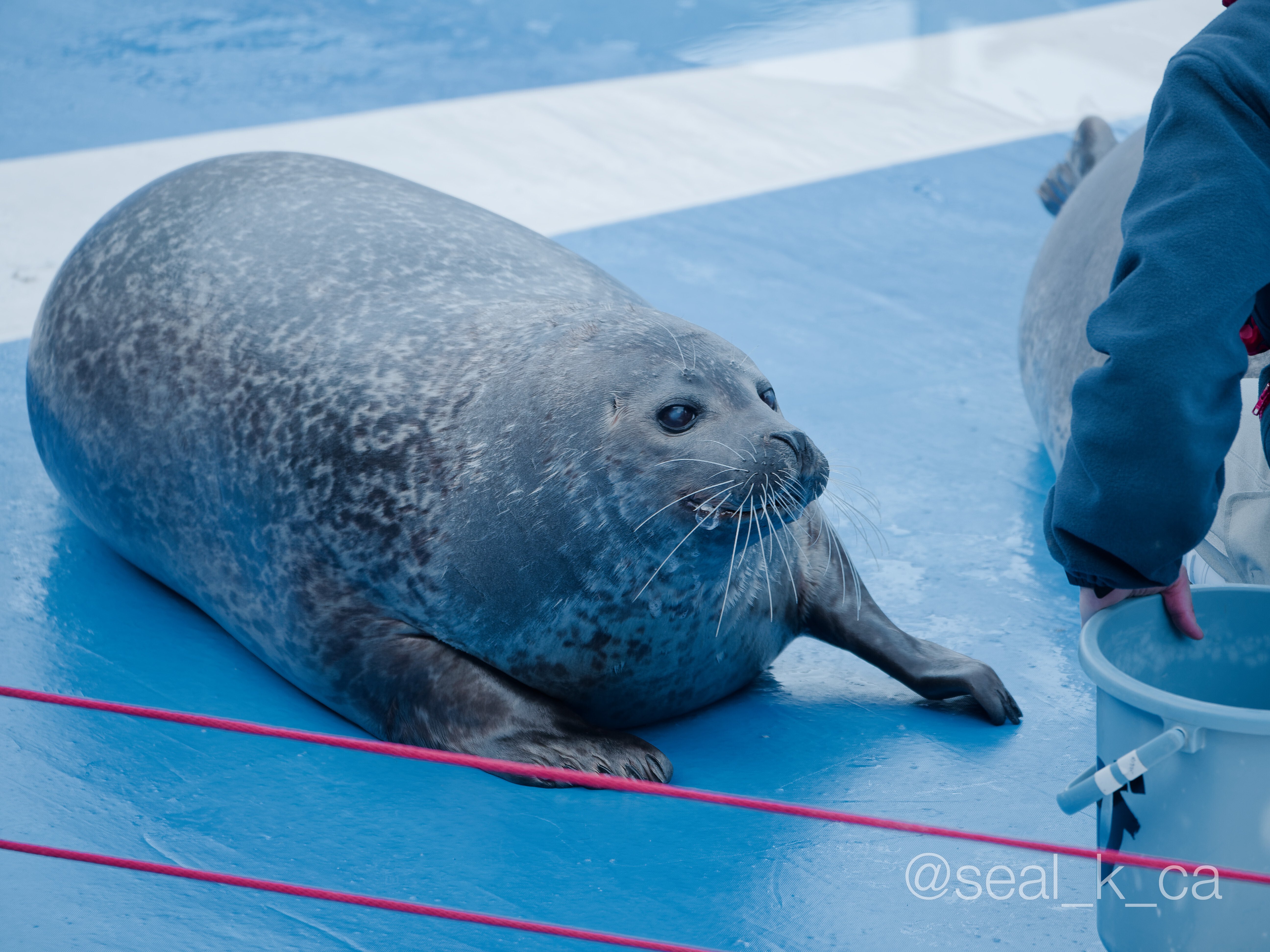 2025年は野生アザラシを見に行きたい (今年やりたい10のこと)｜シールK
