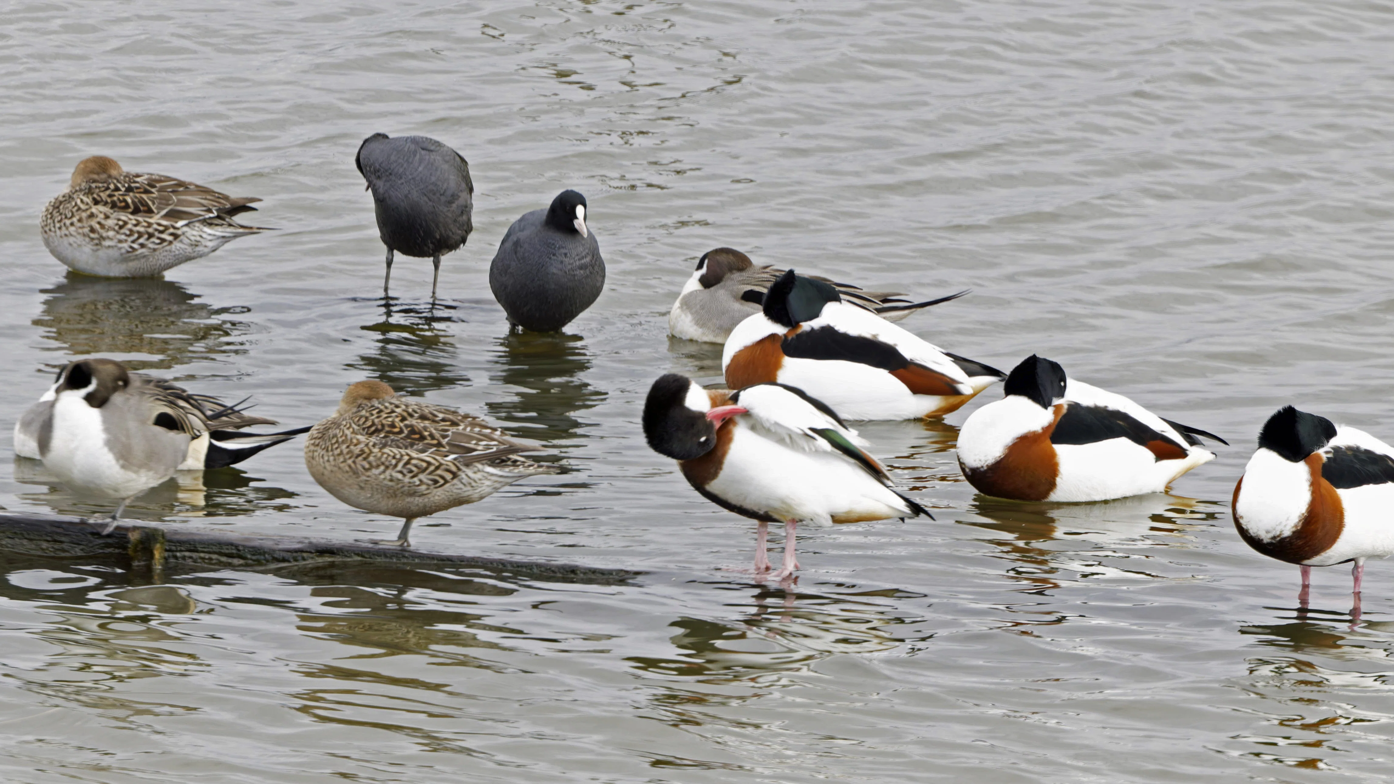 シロチの探鳥記・山陰の旅⑤】旅の最後の水鳥公園｜しろち