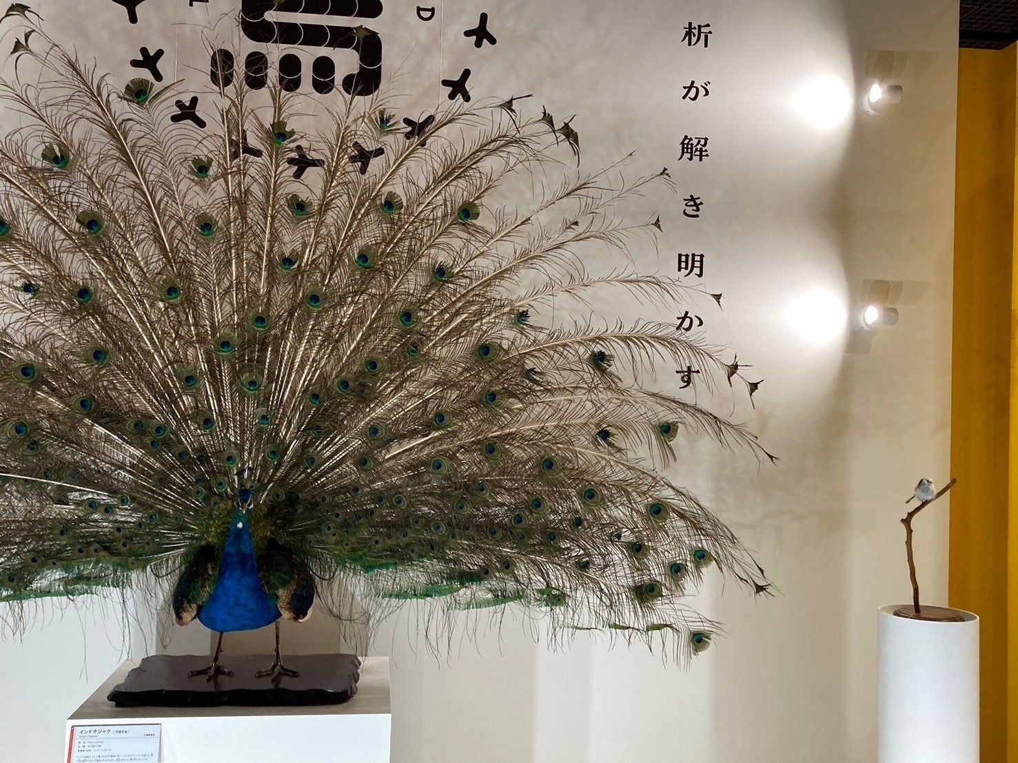 サステナ担当みぃがゆく！科博【鳥展】で改めて考える「鳥がいるという