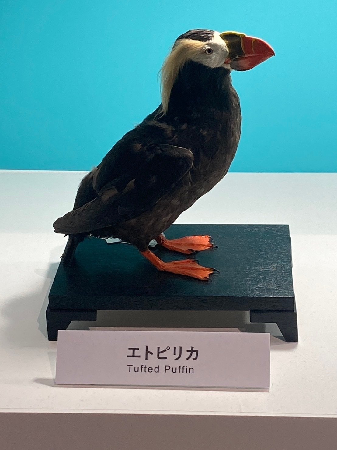 サステナ担当みぃがゆく！科博【鳥展】で改めて考える「鳥がいるという