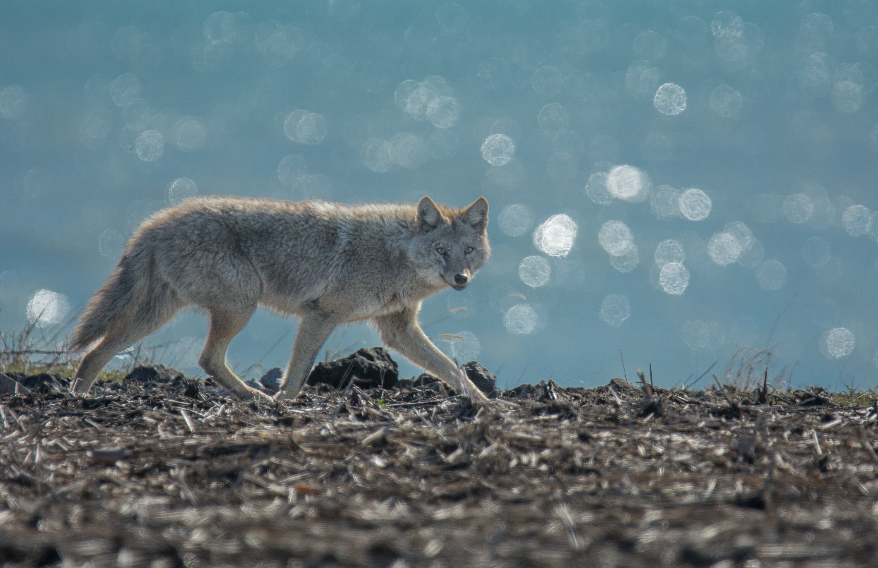 シカゴでバードウォッチング！】 番外編 Coyote｜ローリー