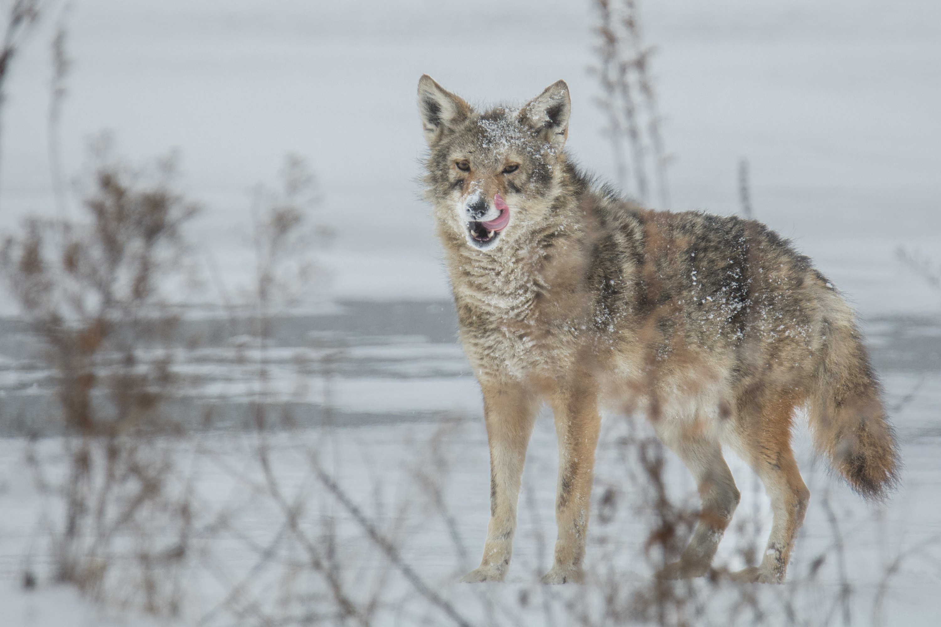 シカゴでバードウォッチング！】 番外編 Coyote｜ローリー