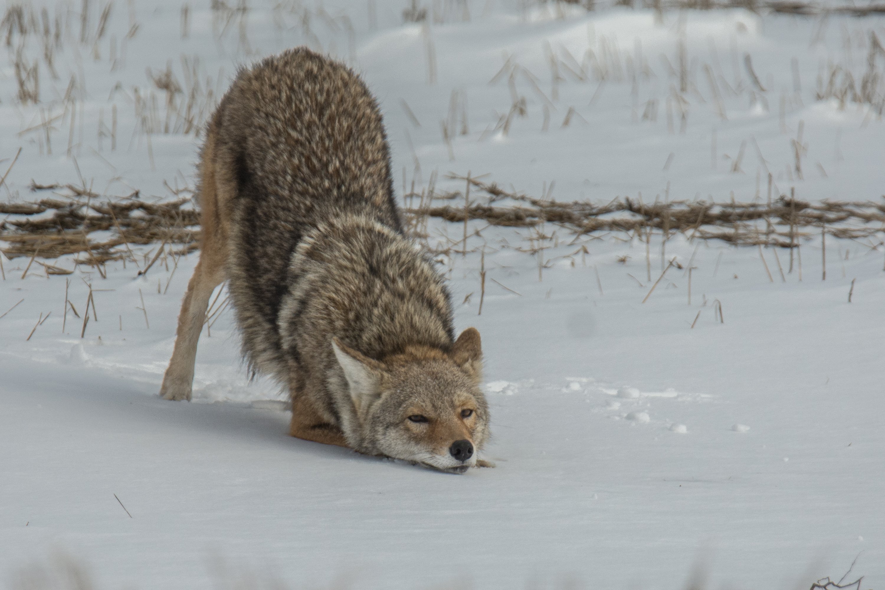 シカゴでバードウォッチング！】 番外編 Coyote｜ローリー