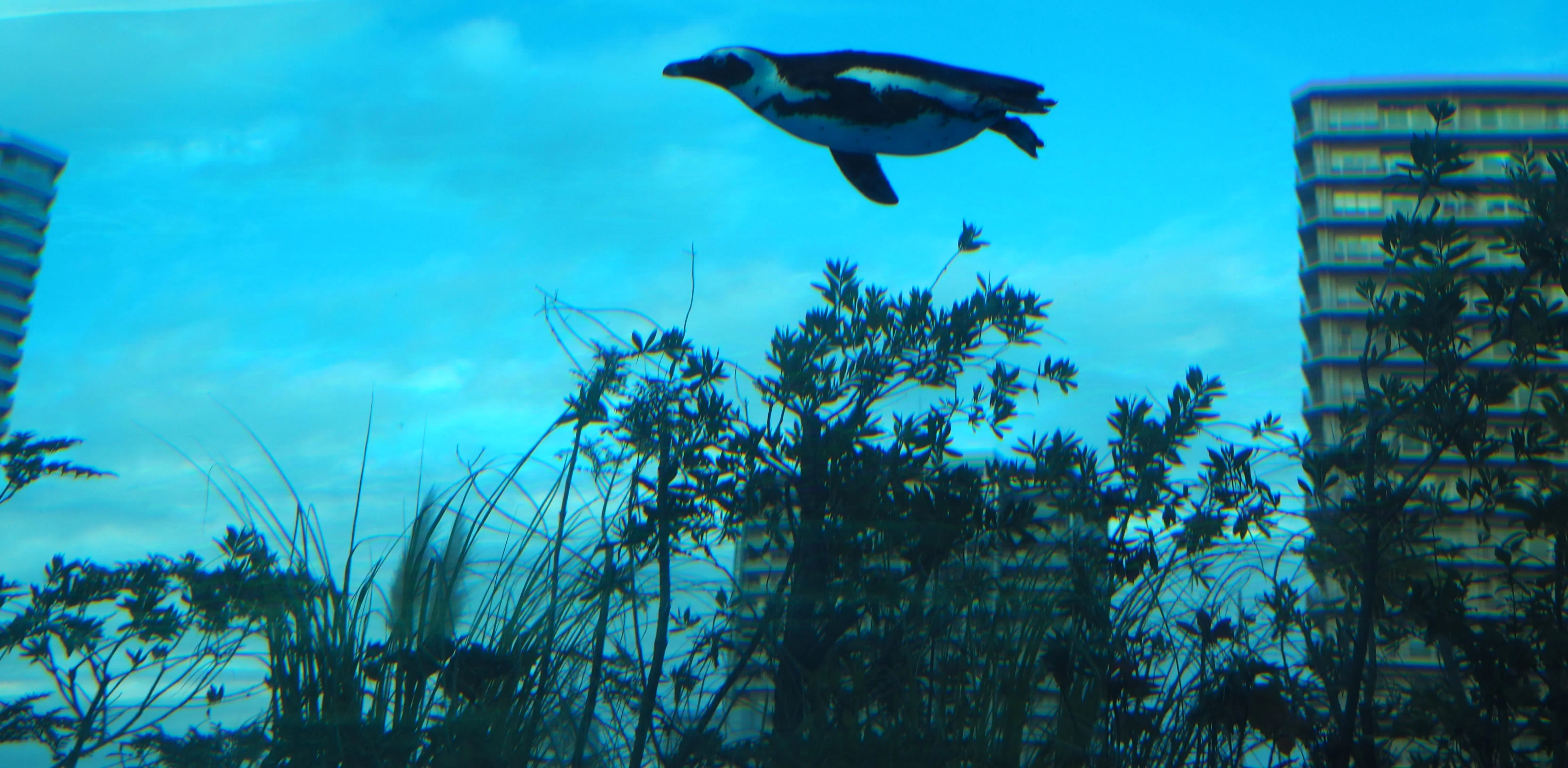 なみなみ水族館 すみだ水族館 海獣 深海魚 ペンギンズ 希少 水族館限定