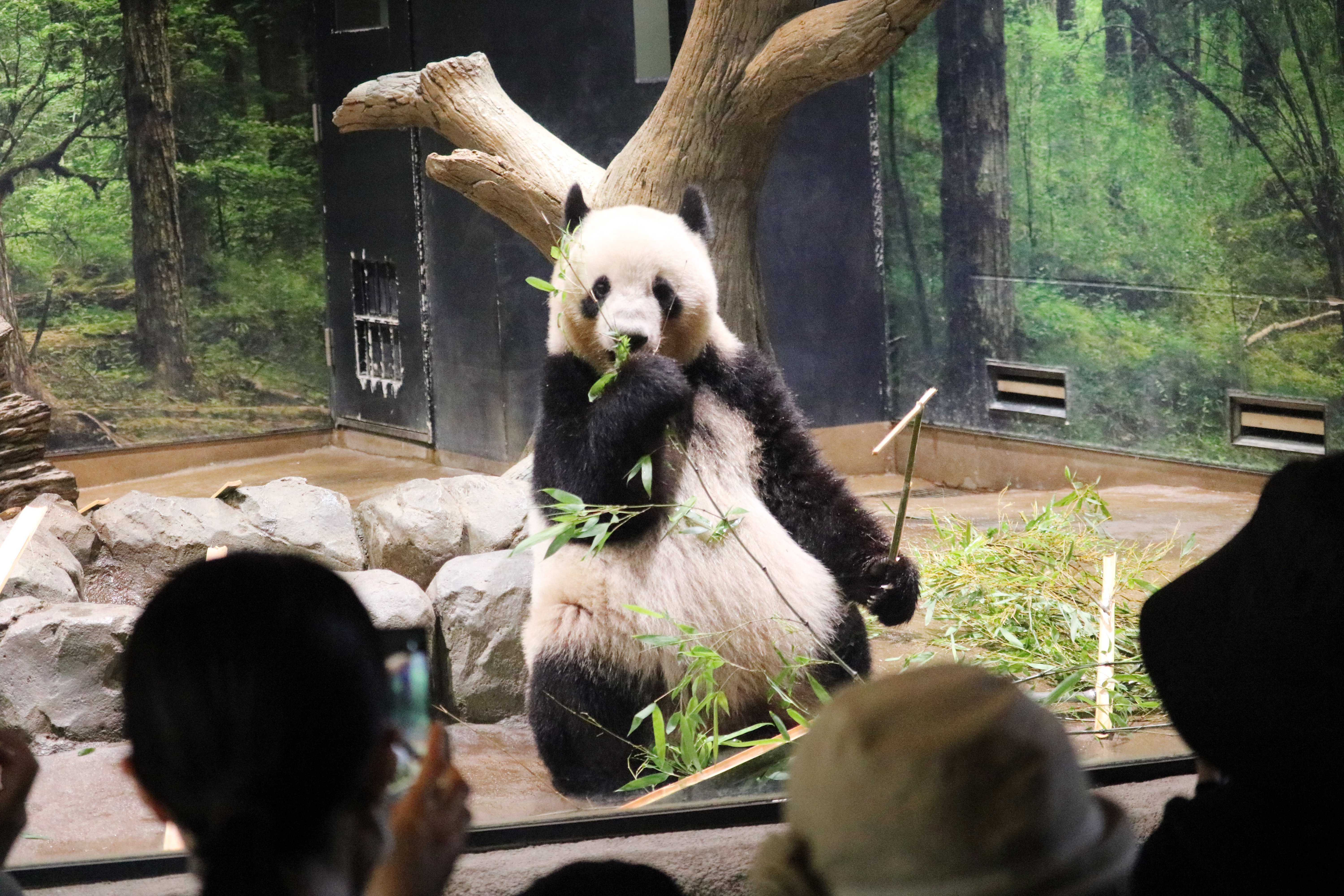 リーリーお気に入りの洞穴をつくったのは？ 【上野動物園ののんびり