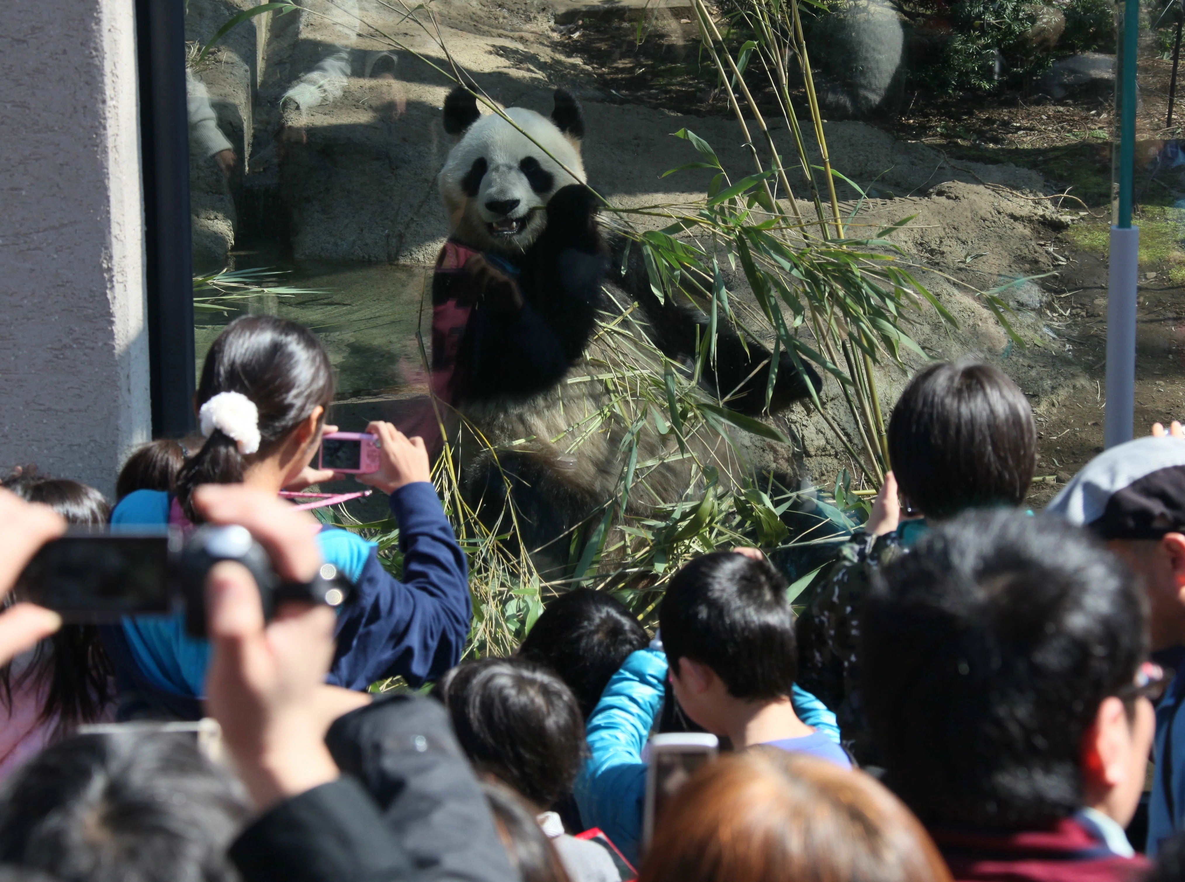 Who Built Ri Ri's Favorite Cave? [Ueno Zoo's Laid-back Panda Life