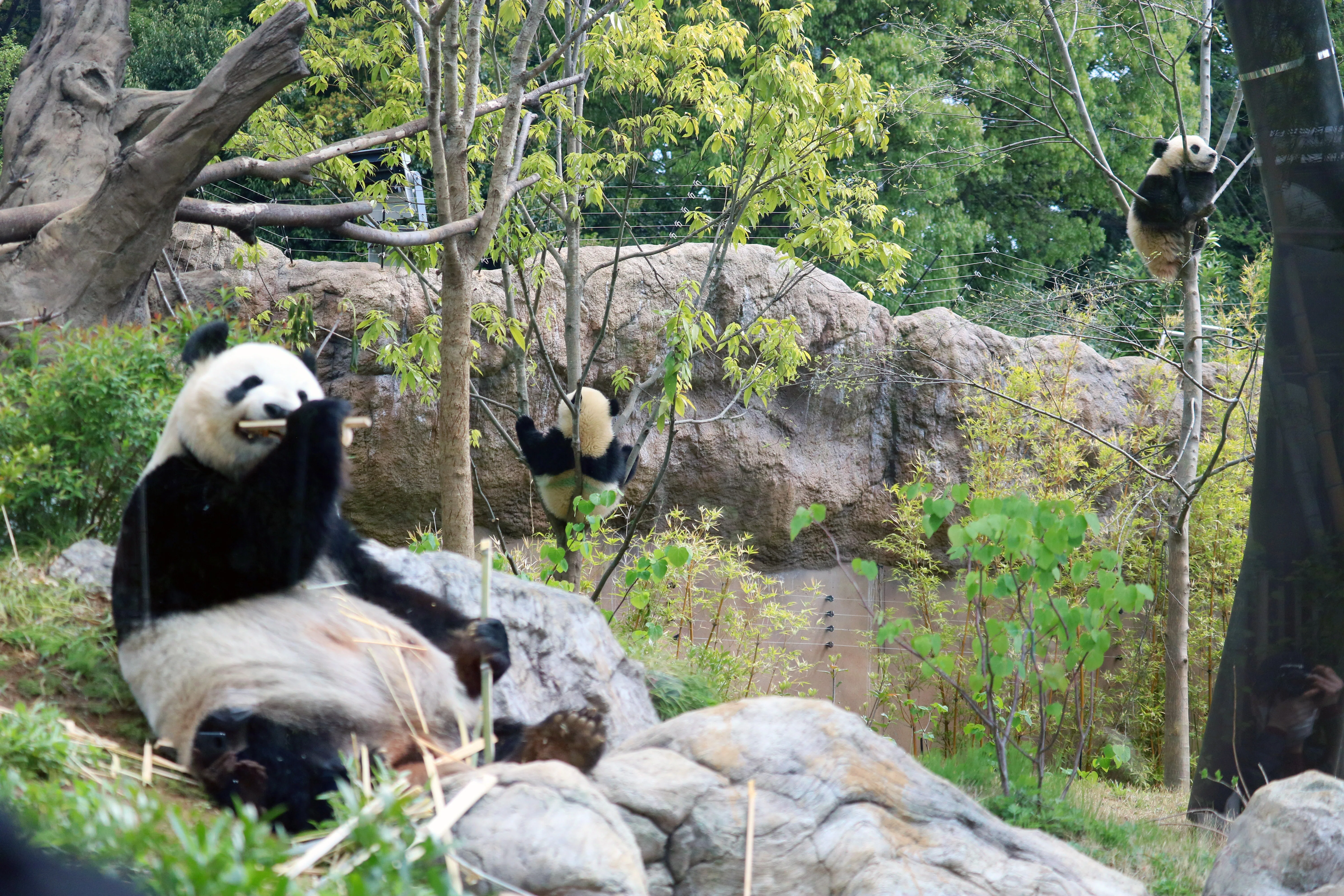 リーリーお気に入りの洞穴をつくったのは？ 【上野動物園ののんびり
