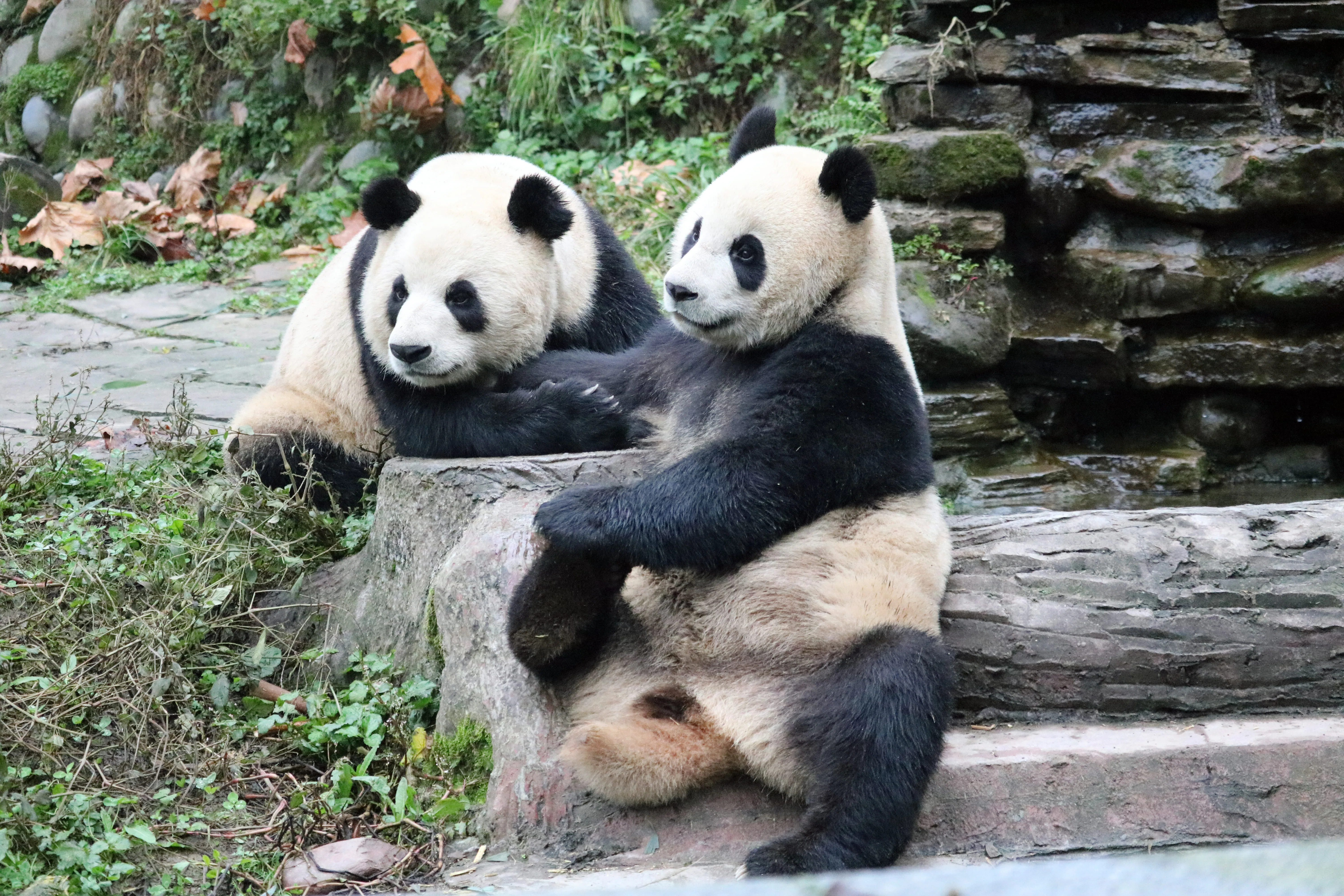 Who Built Ri Ri's Favorite Cave? [Ueno Zoo's Laid-back Panda Life
