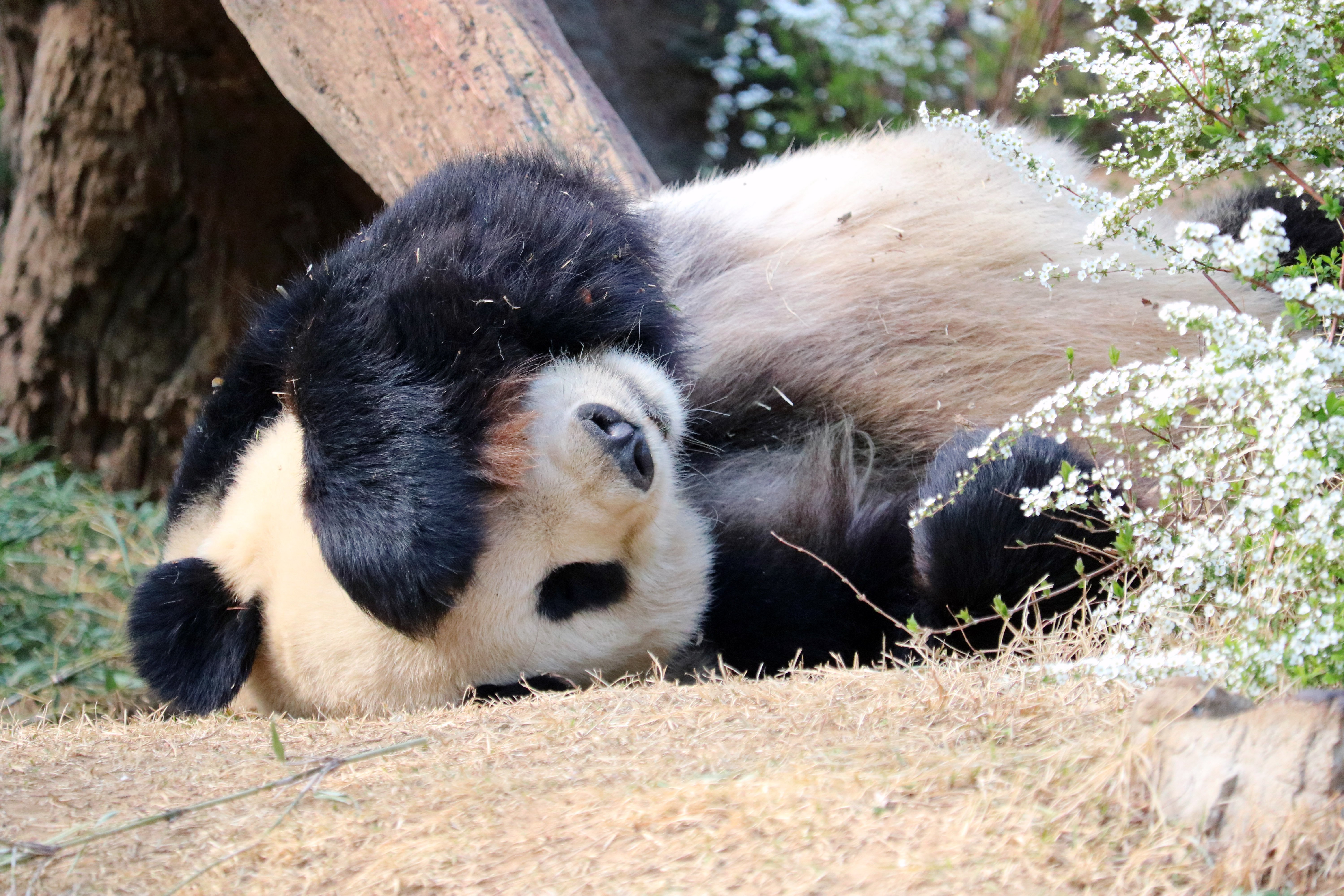 リーリーお気に入りの洞穴をつくったのは？ 【上野動物園の