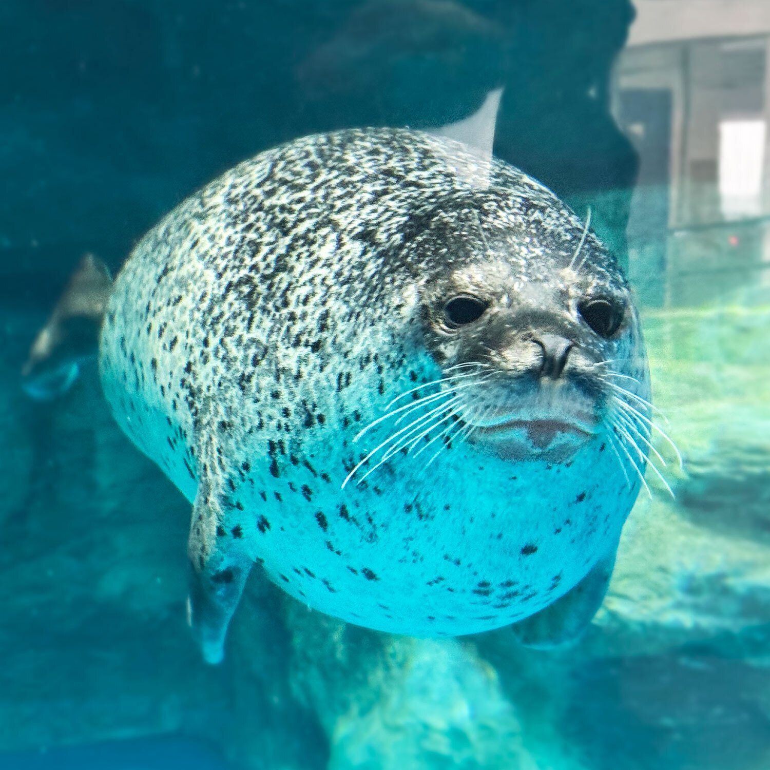 日本のアザラシ探訪記④アクアワールド大洗・サンシャイン水族館｜ヒロサキ