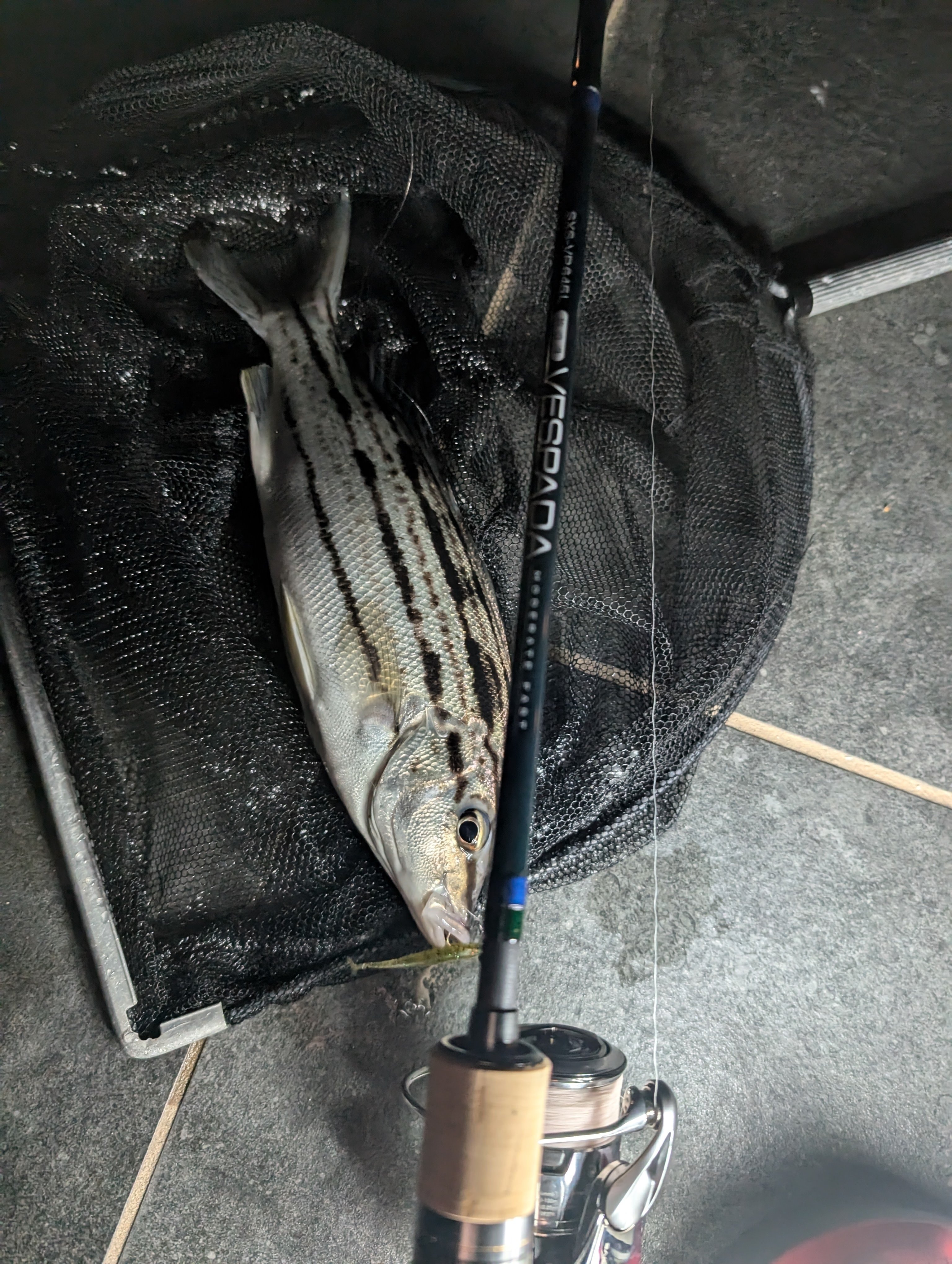 SXS-VP645L 放浪漫 VESPADA Moderate Fast】発売に寄せて｜竿兄弟のお