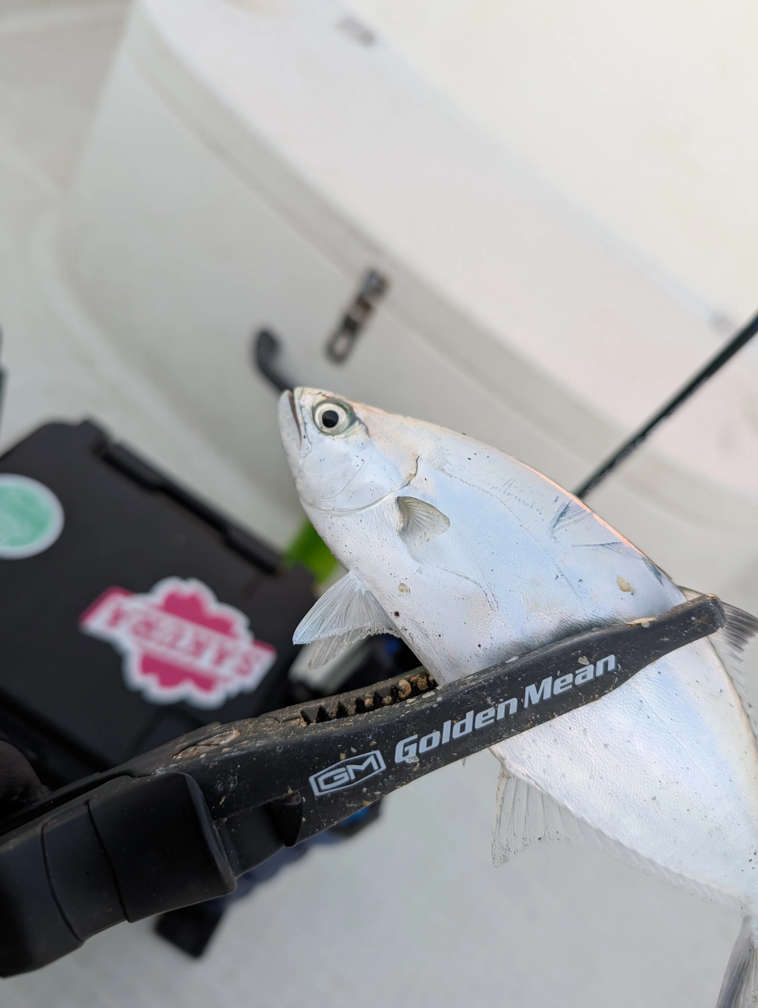 SXS-VP645L 放浪漫 VESPADA Moderate Fast】発売に寄せて｜竿兄弟のお